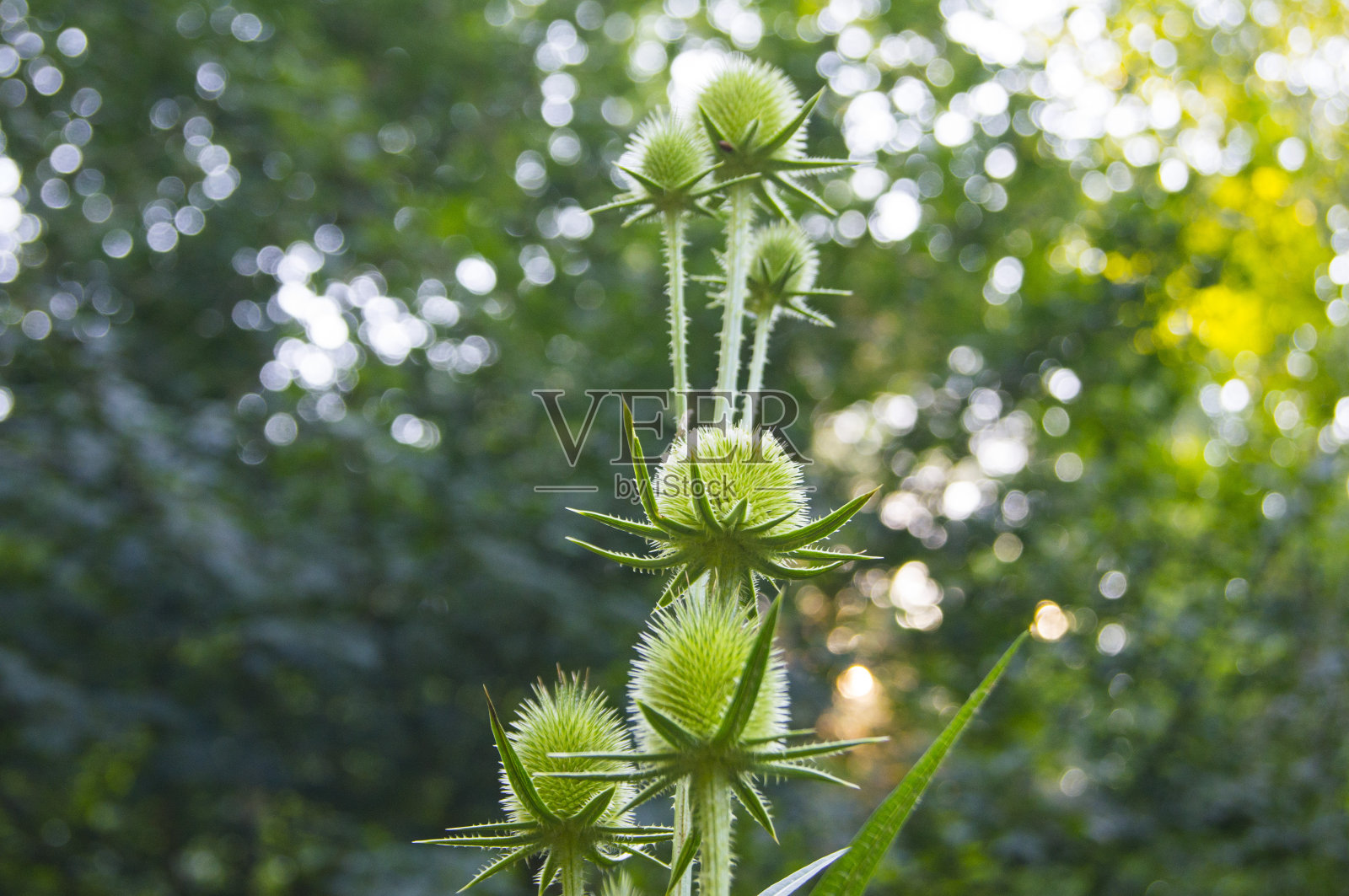 西里布姆·玛丽亚纳姆照片摄影图片