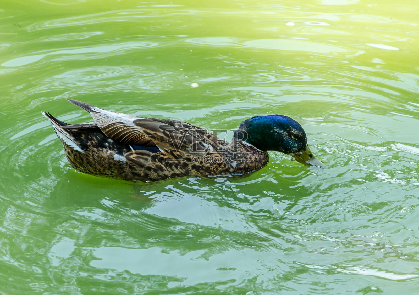 公鸭在水里游泳。他吃扔给他的食物照片摄影图片