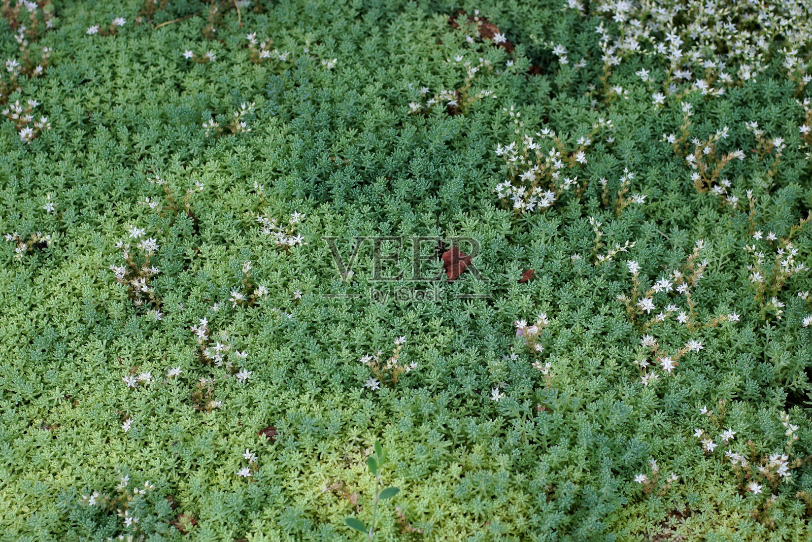 排花自然采光夏季园艺照片摄影图片