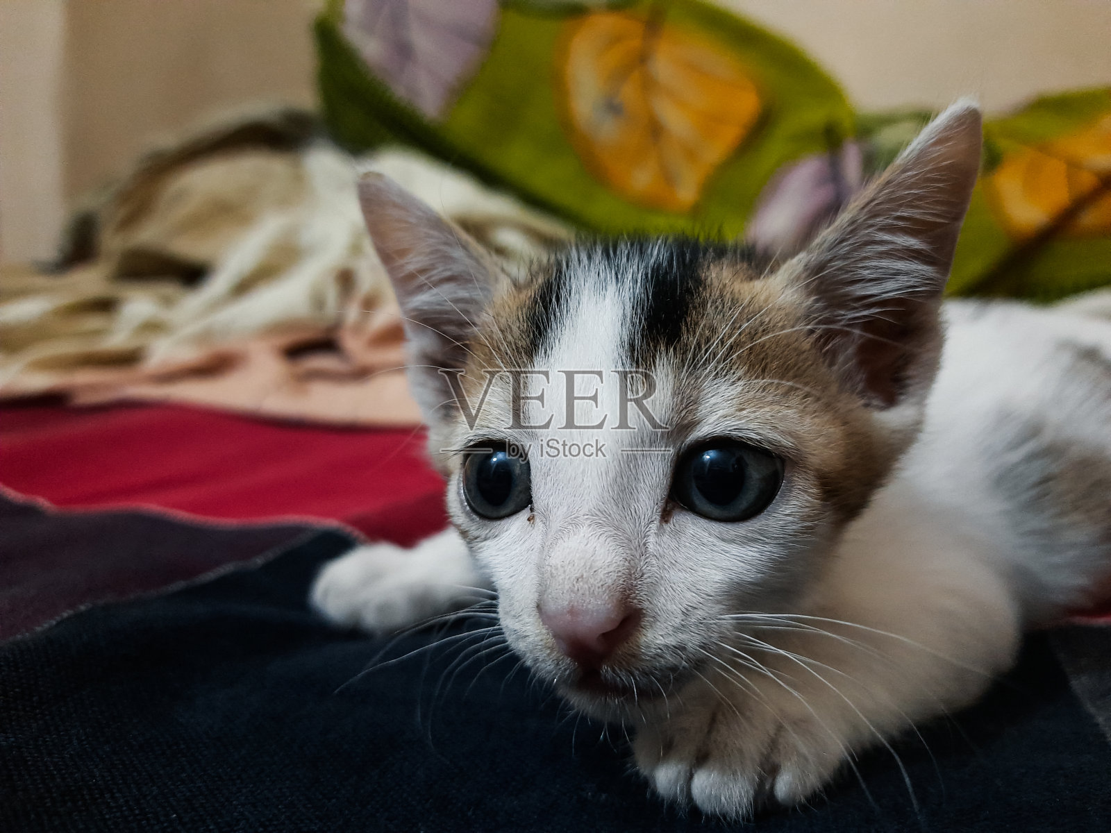 一只黄色眼睛的白色亚洲猫的特写。照片摄影图片