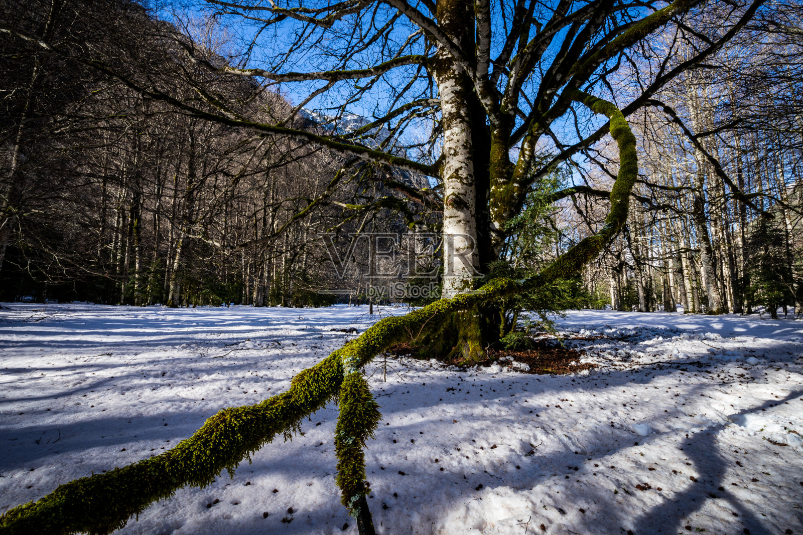 大的无叶山毛榉在前景与苔藓覆盖的树枝在冬天照片摄影图片