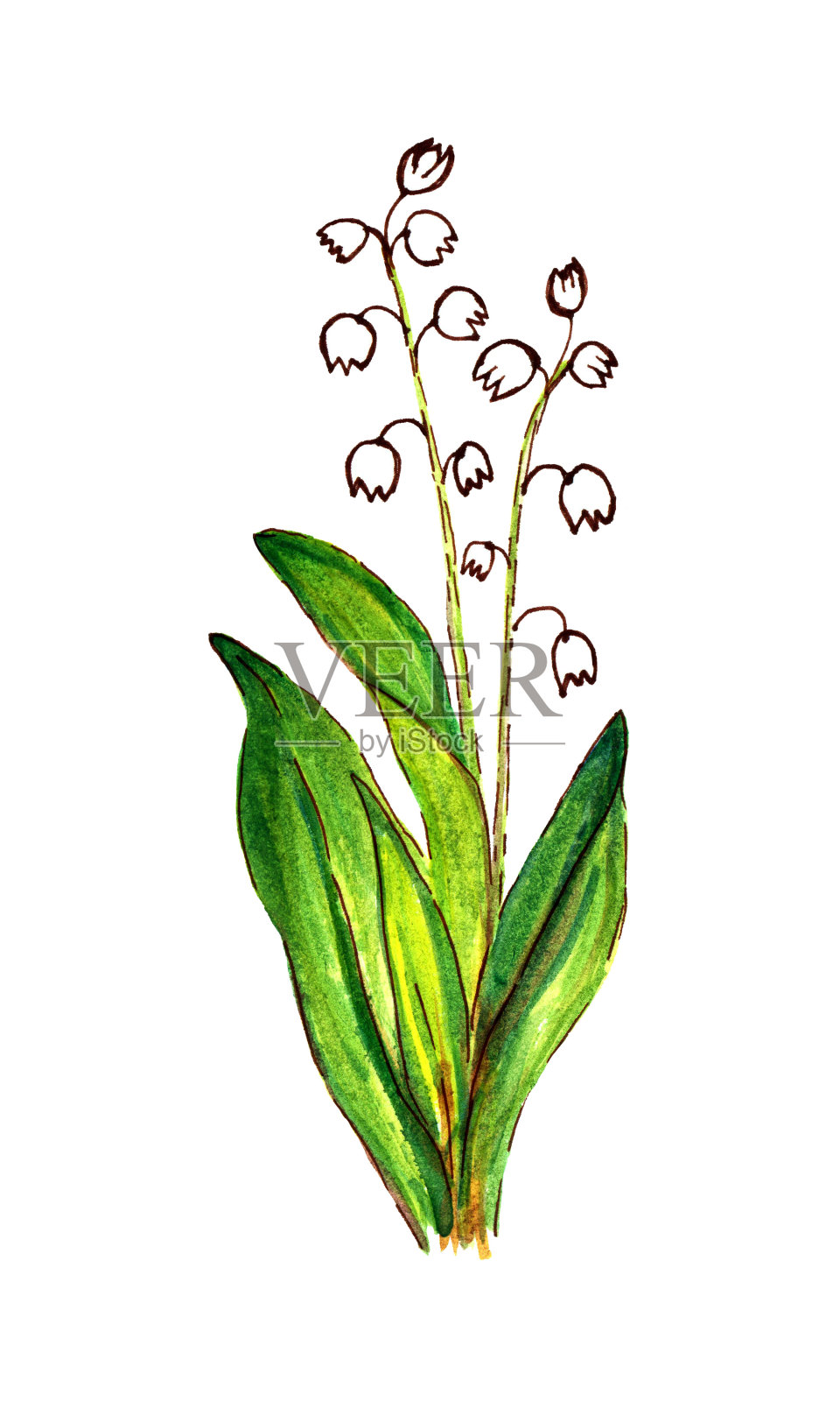 手绘水彩春天的铃兰山谷花孤立在白色的背景。用于季节性的春假，贺卡，印刷品，化妆品。插画图片素材