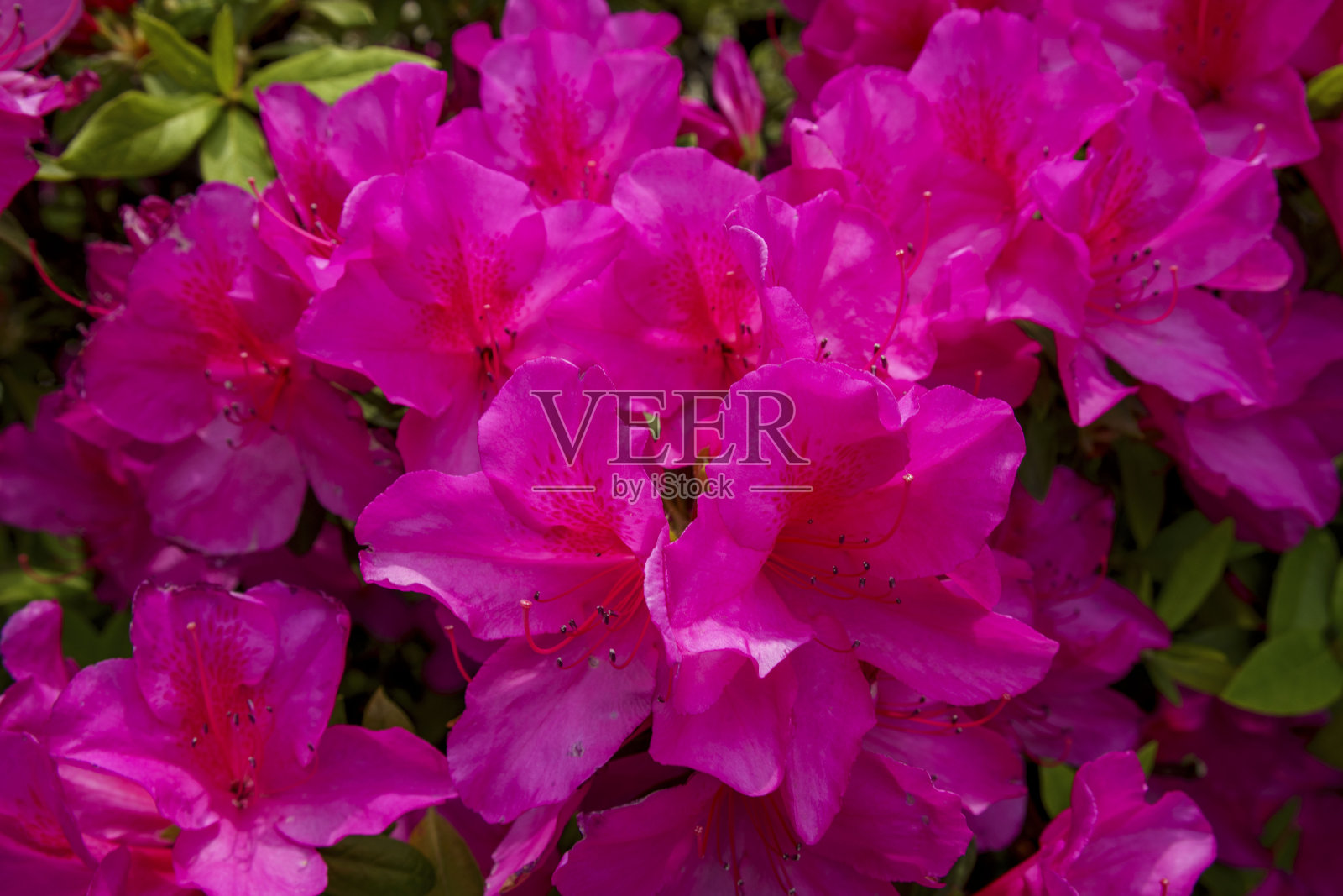 粉色杜鹃花特写照片摄影图片