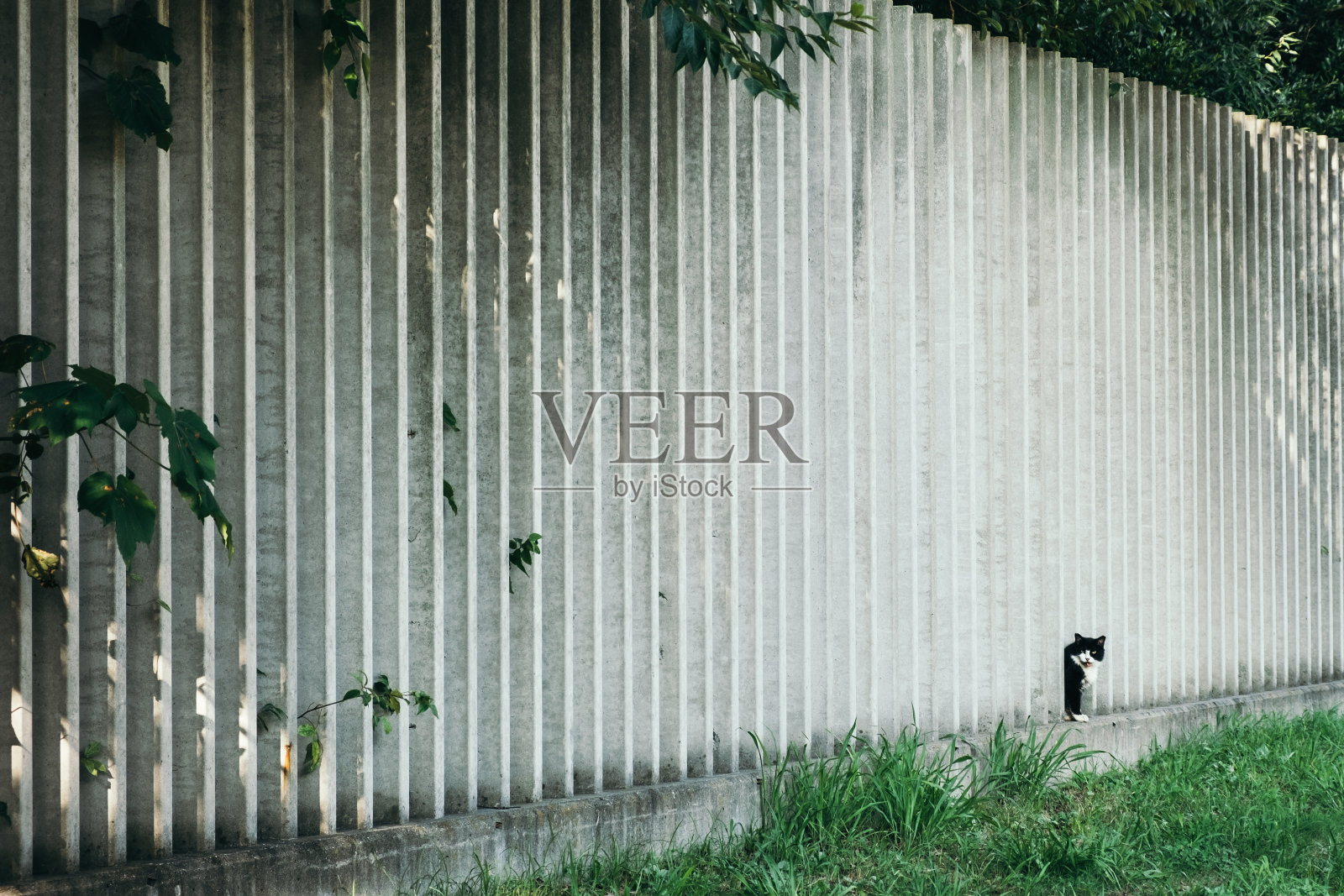猫从篱笆里偷看照片摄影图片