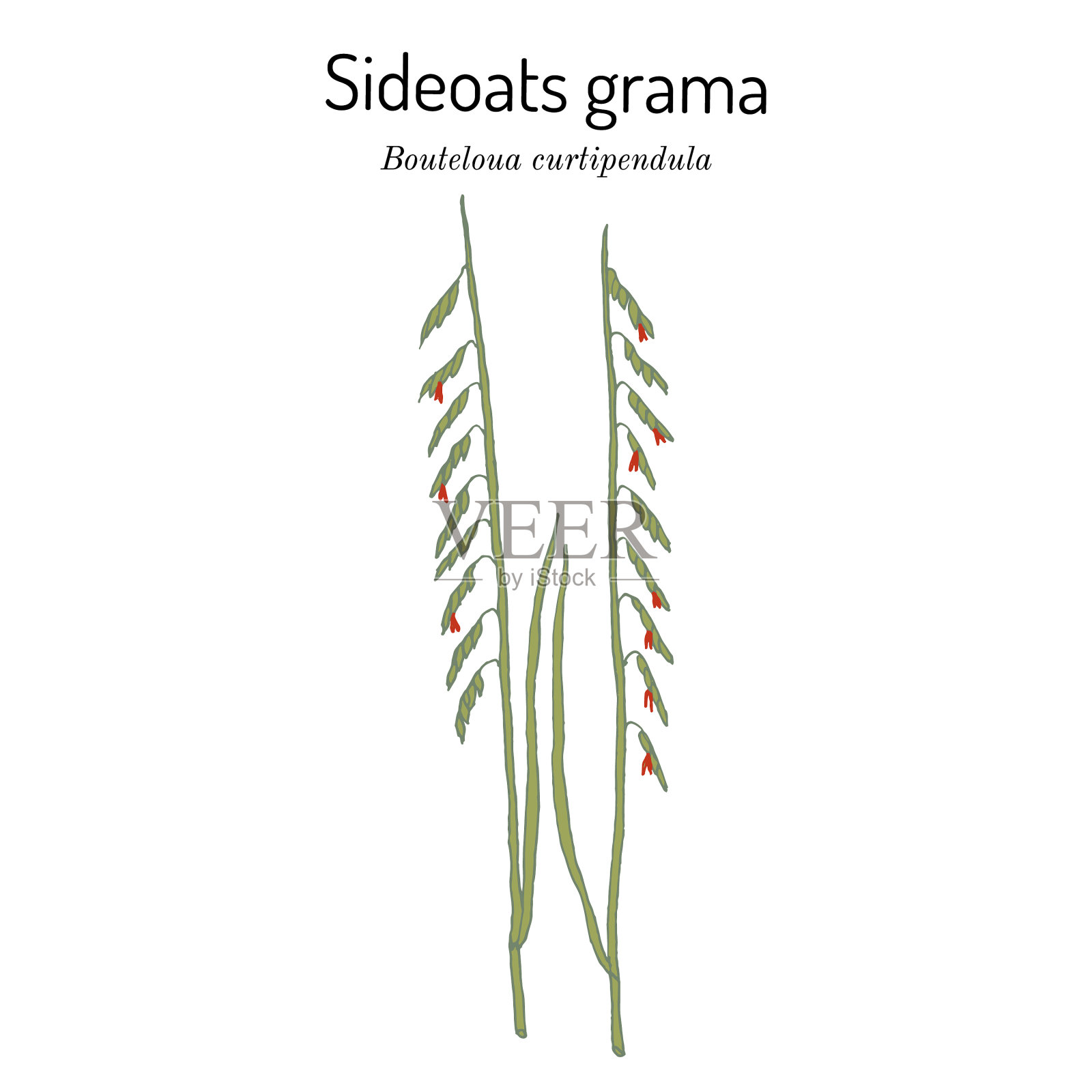 sideoats grama bouteloua curtipendula官方插画图片素材