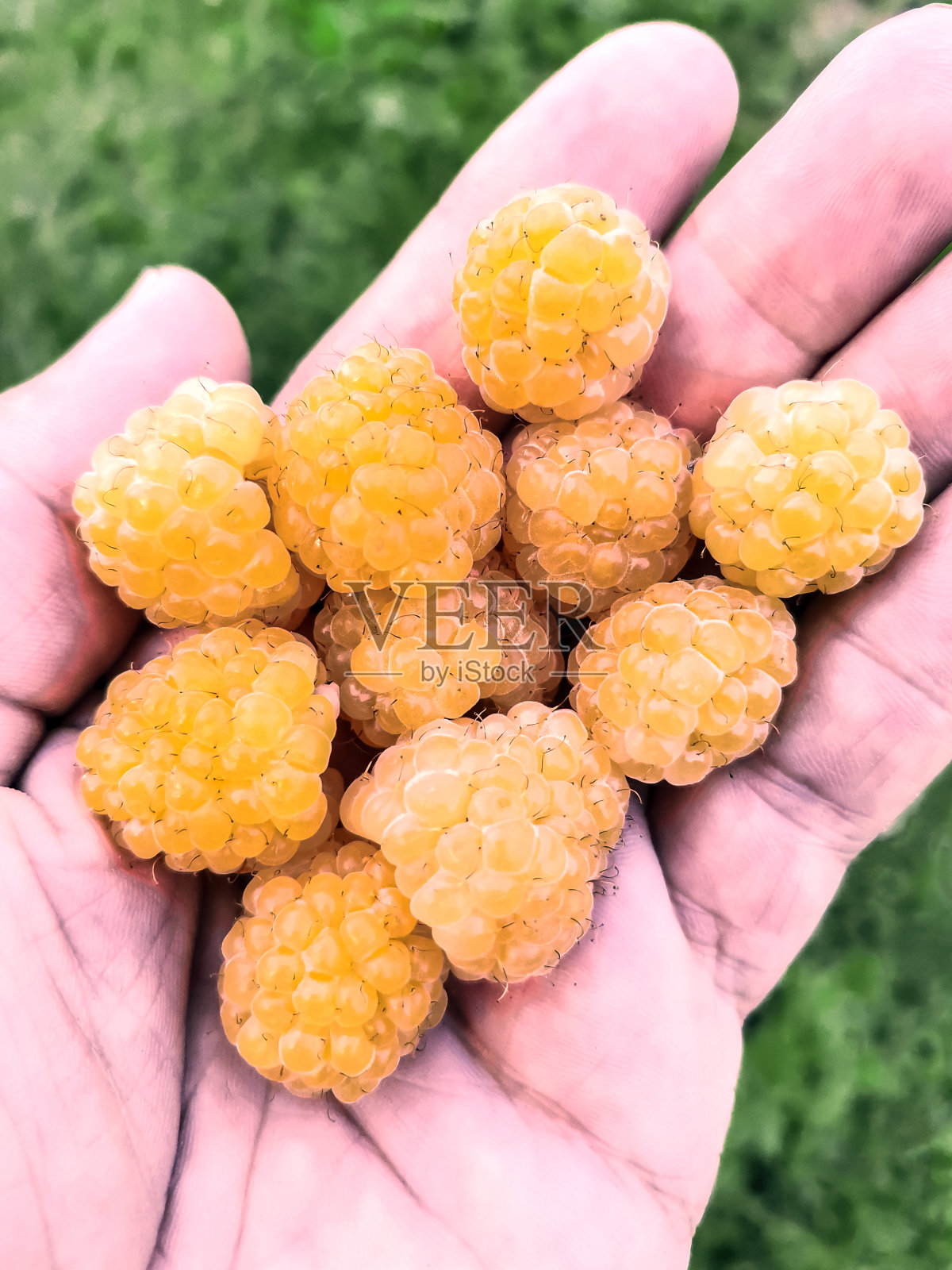 “黄色巨人”品种的黄色花园覆盆子的浆果在你的手掌上。照片摄影图片