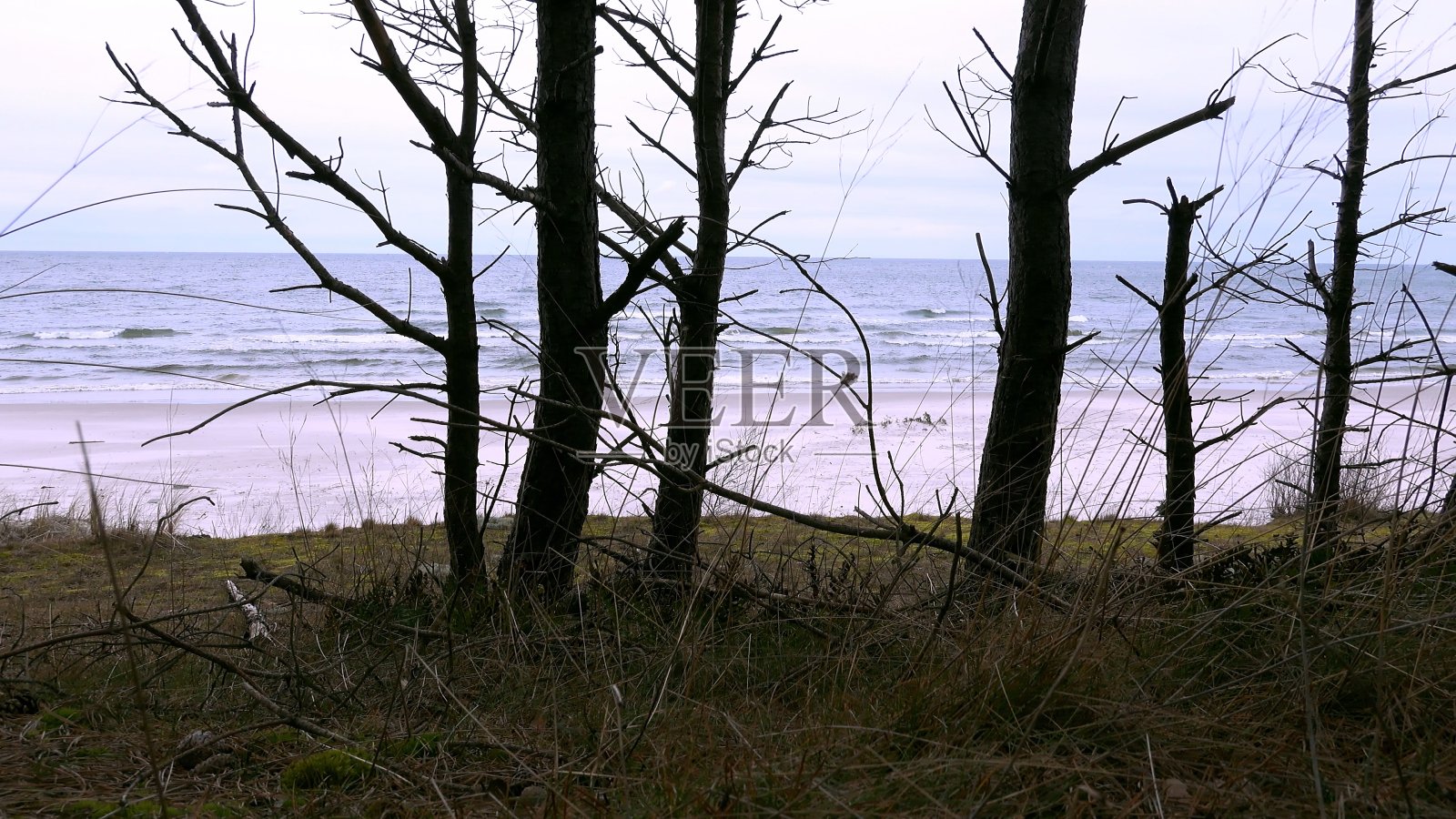 从悬崖上的森林观察刮风日巨浪的海滨景观照片摄影图片