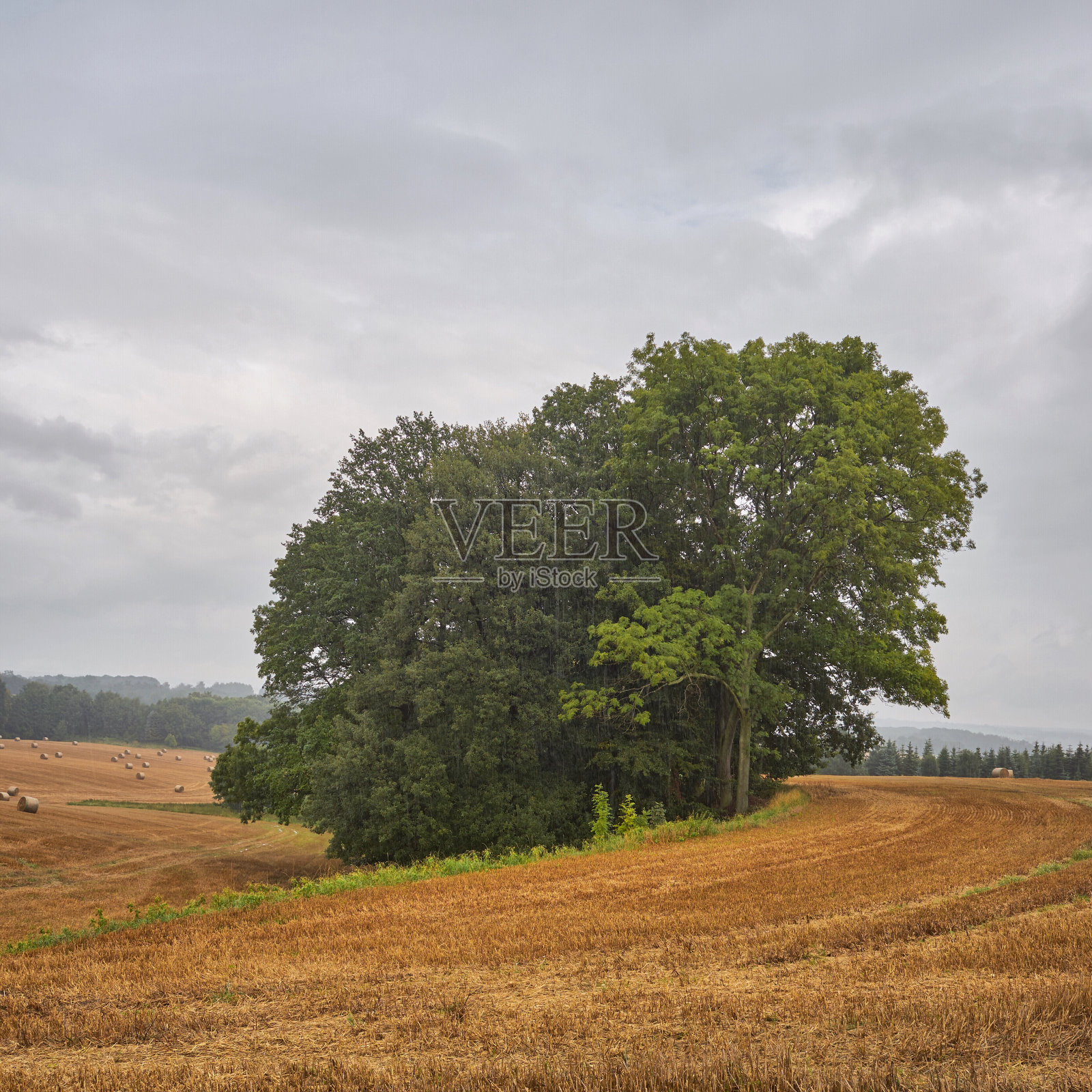 小树林照片摄影图片