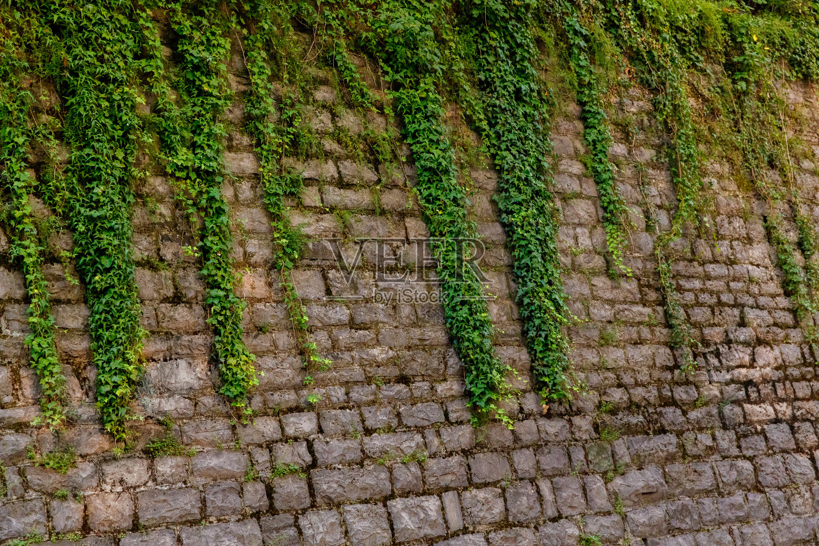 意大利科摩湖上的小镇瓦伦纳，街道上一座石头房子里爬满常春藤的老墙照片摄影图片