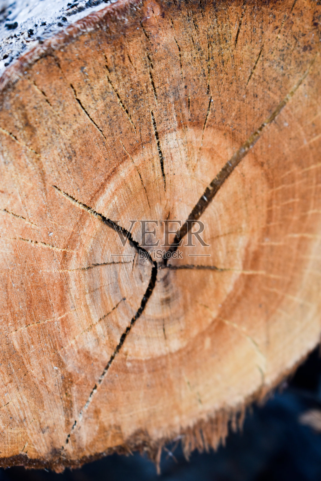 近距离观察被削掉的树照片摄影图片