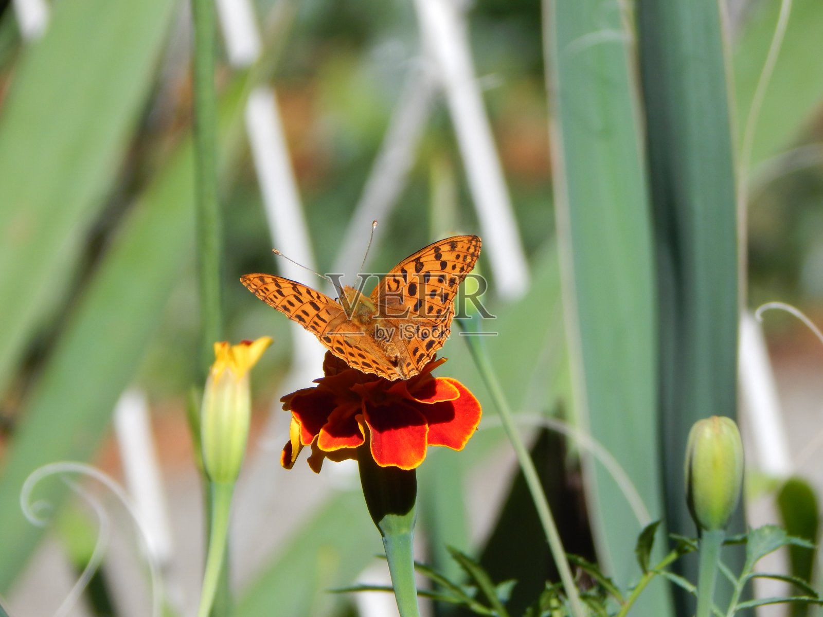 深绿色贝母蝴蝶，在红色的法国万寿菊上照片摄影图片