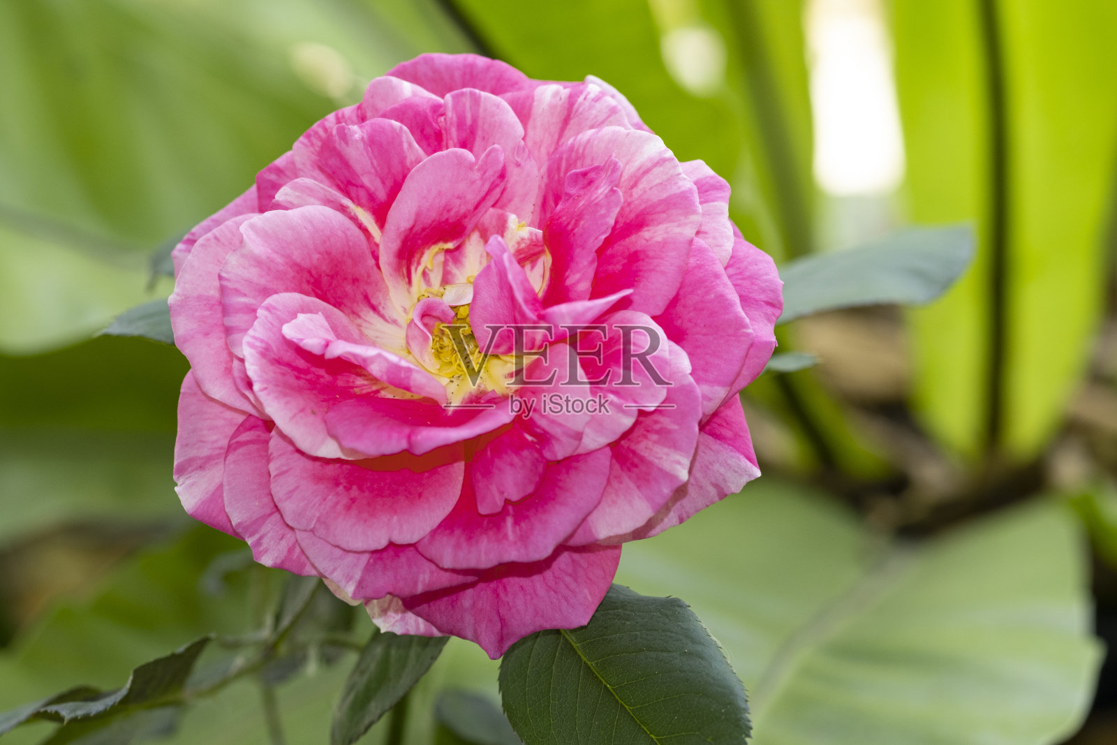 俯视图美丽软粉红色玫瑰黄色花粉抽象形状与绿色的叶子在植物学花园。情人节爱情的象征。花香柔和芬芳。照片摄影图片