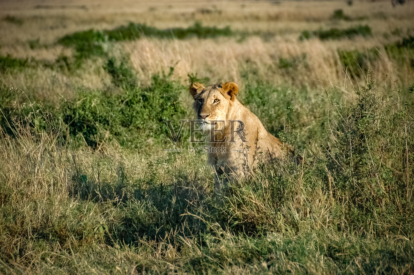肯尼亚荒野上的狮子照片摄影图片