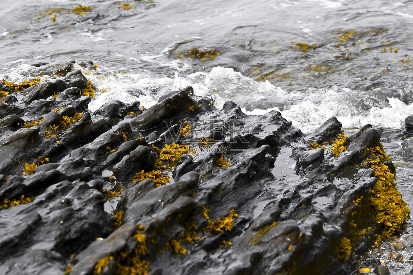 海中的岩石长着黄色的地衣照片摄影图片