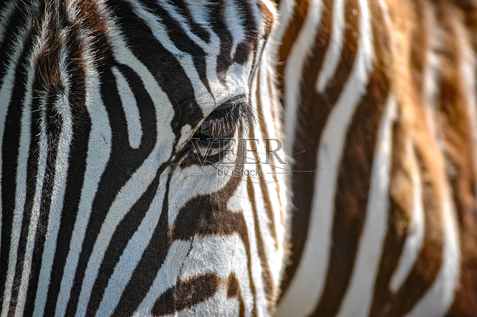 肯尼亚荒野上的斑马照片摄影图片