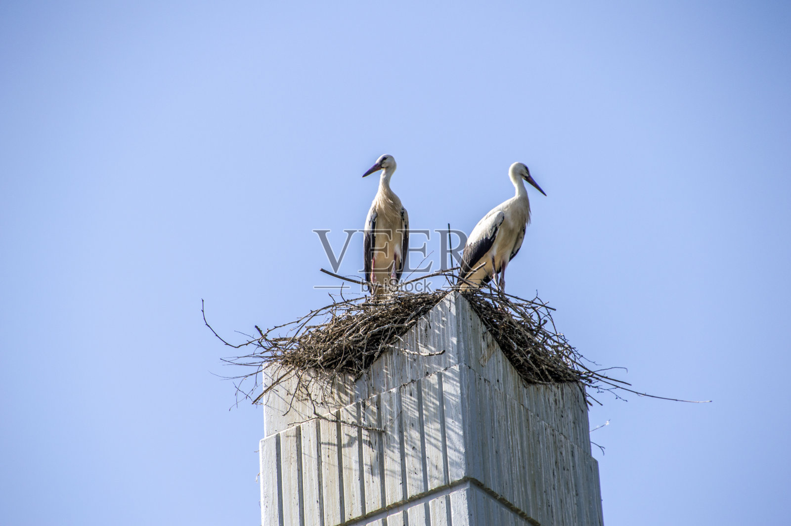 两只鹳在一个巢上照片摄影图片