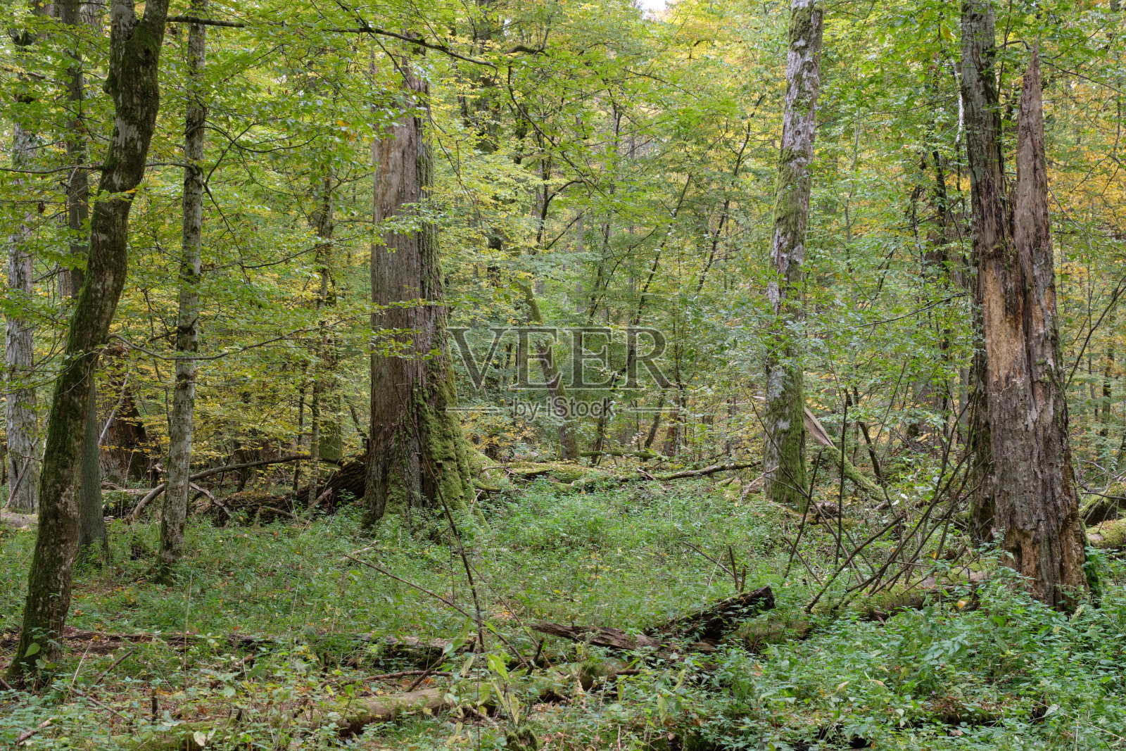 落叶的树与角梁和橡树照片摄影图片
