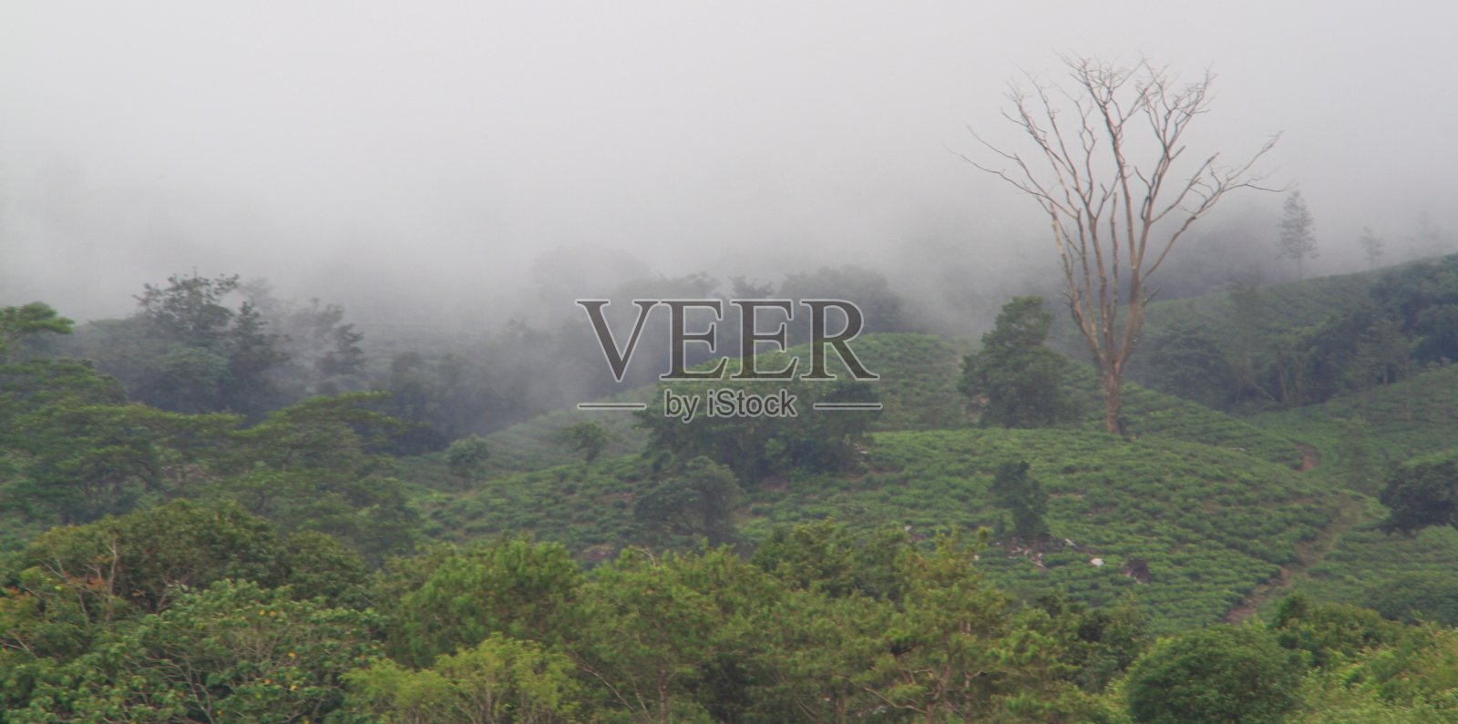 草地照片摄影图片