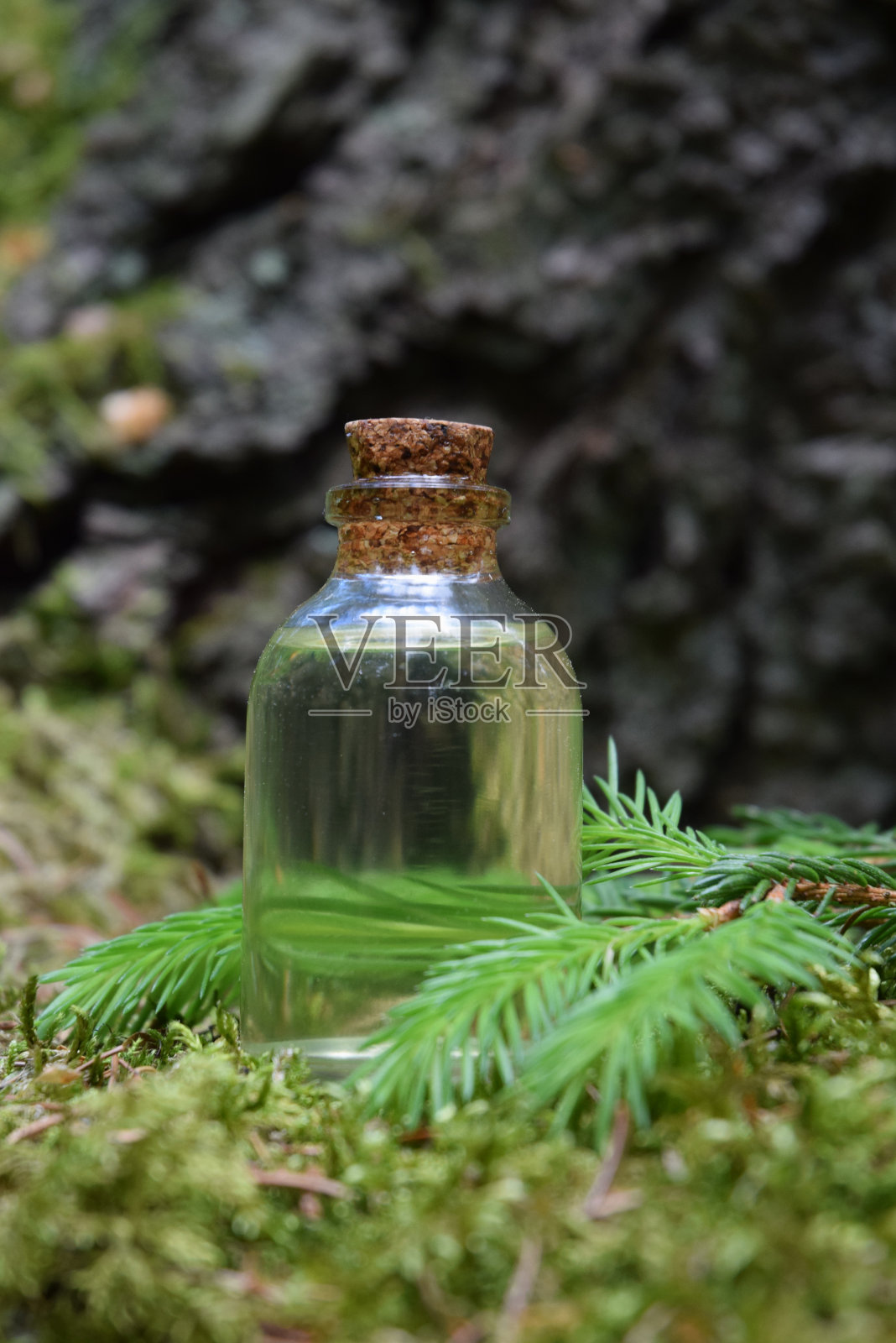 云杉幼芽的油照片摄影图片