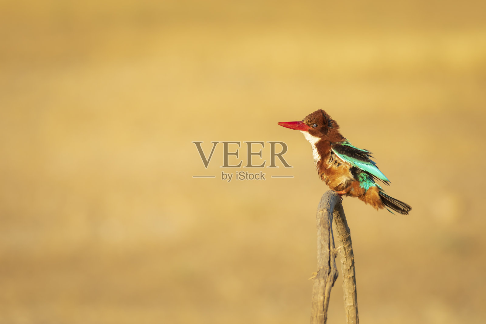 色彩斑斓的鸟。黄色的自然背景。白色的过渡翠鸟。照片摄影图片