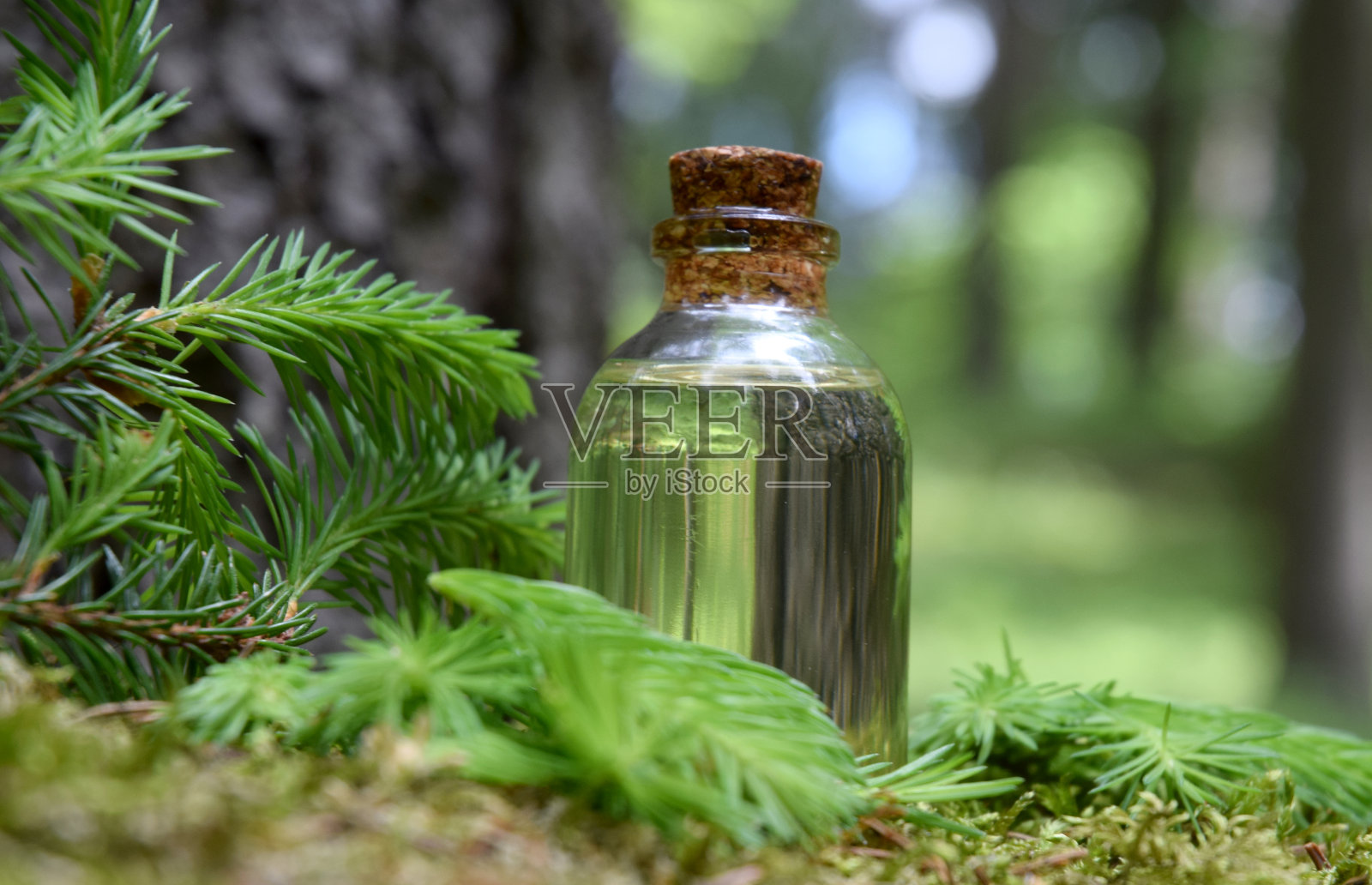 云杉幼芽的油照片摄影图片