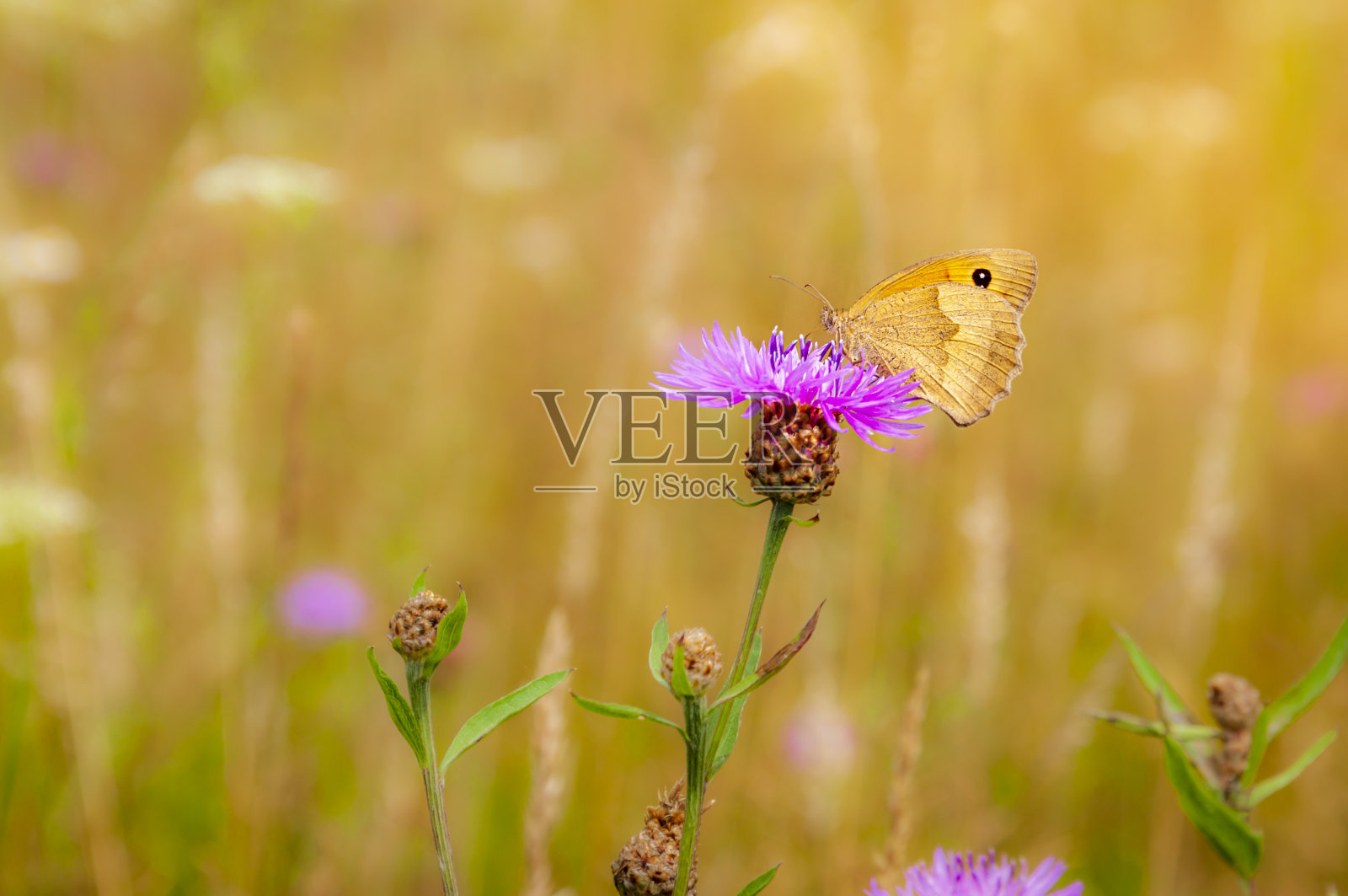 蝴蝶坐在蓟上二照片摄影图片