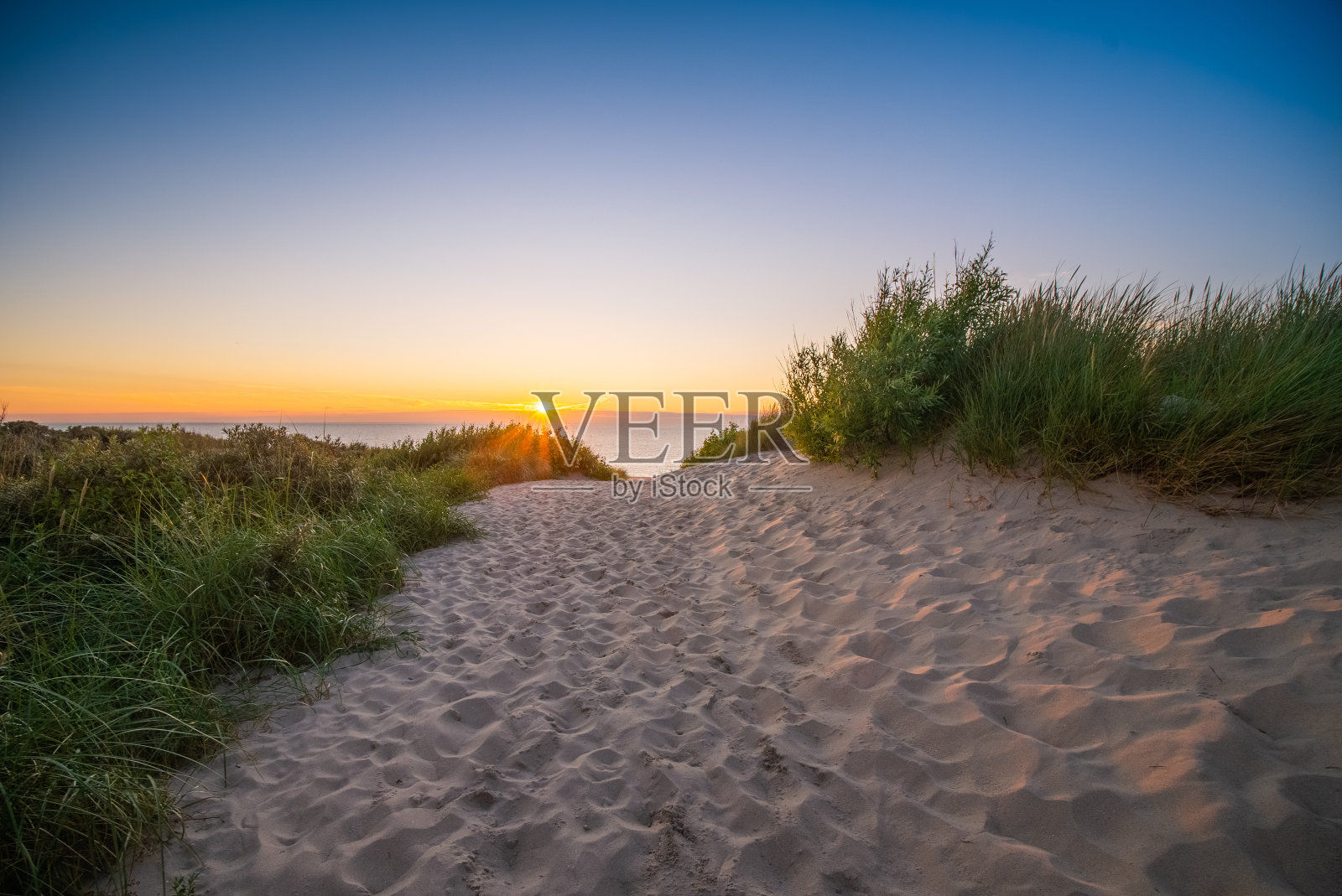 泽兰照片摄影图片