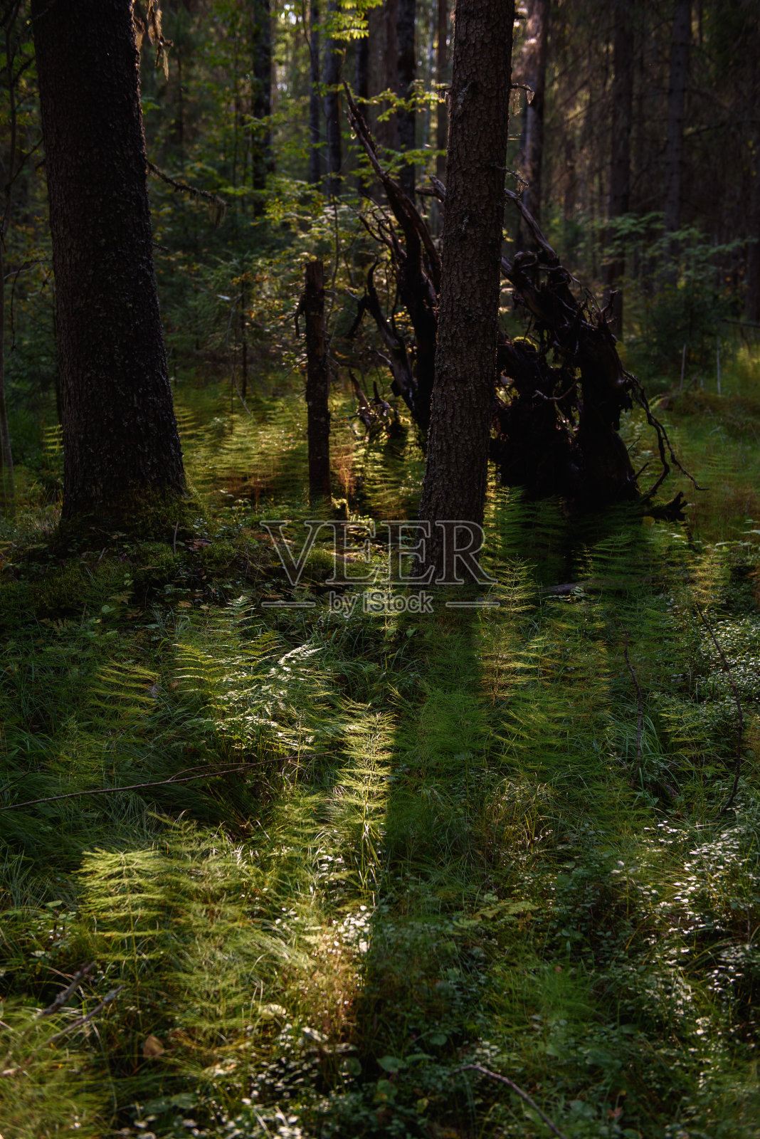 马尾草的特写。照片摄影图片