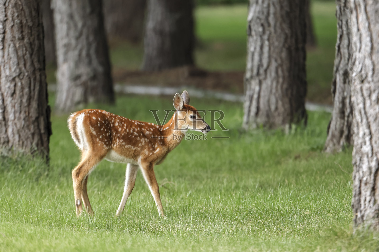 小鹿在草丛中移动。照片摄影图片