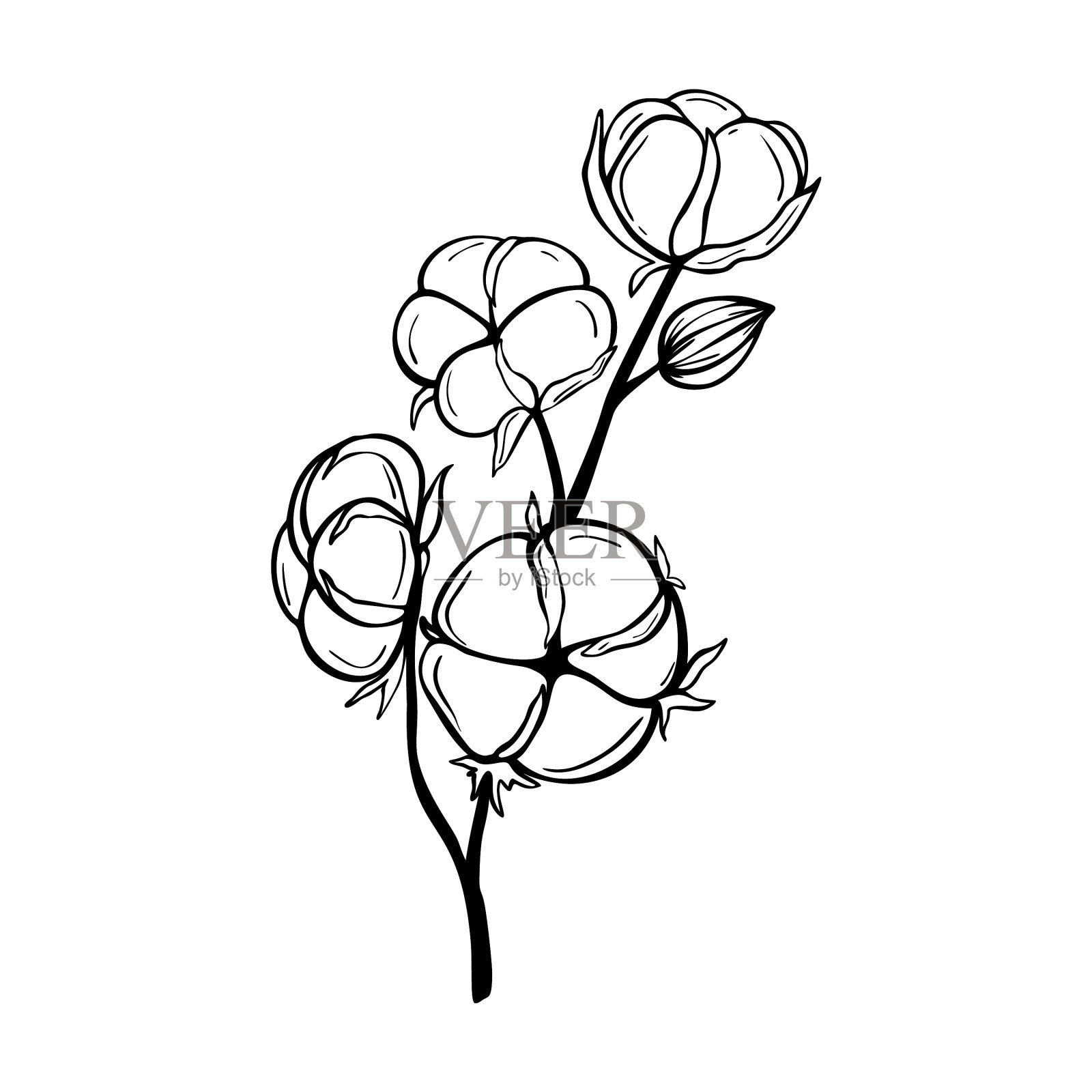 手绘棉枝隔离在白色上设计元素图片