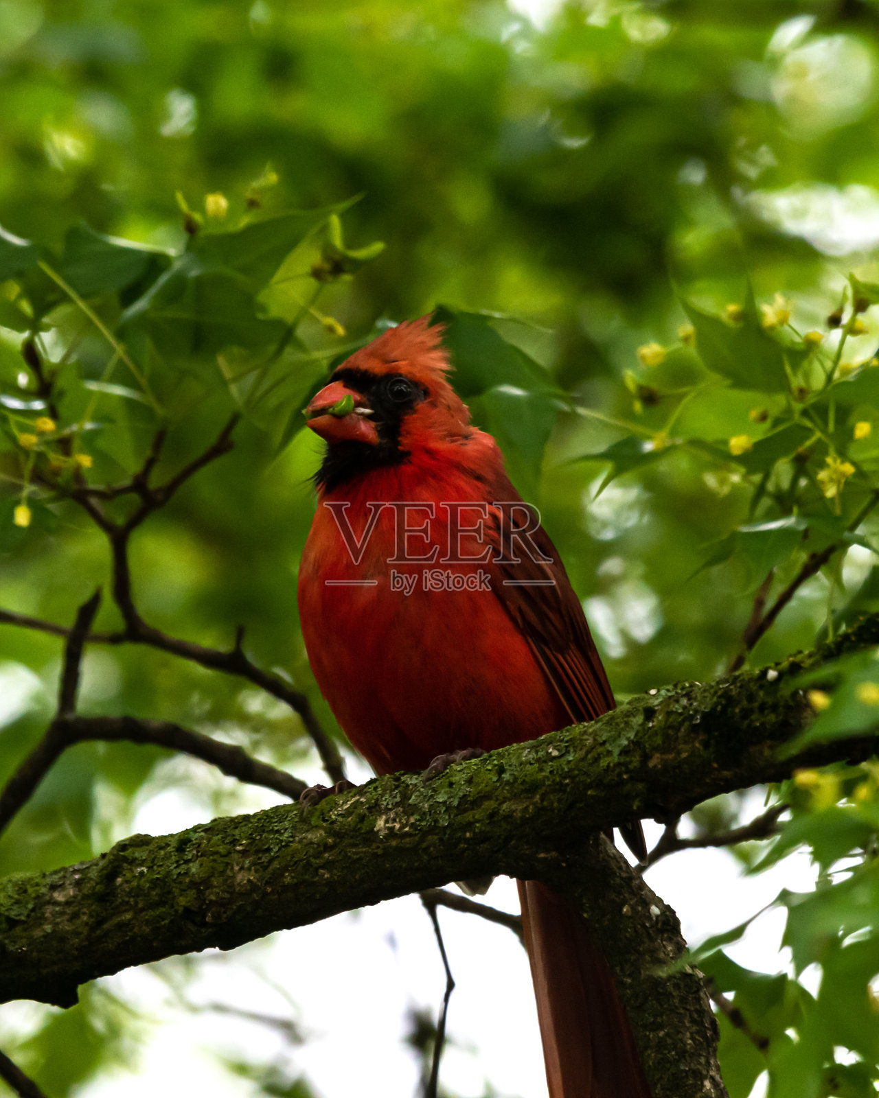 北方红红衣主教;栖息在树枝上。嘴里叼着一条绿虫。照片摄影图片