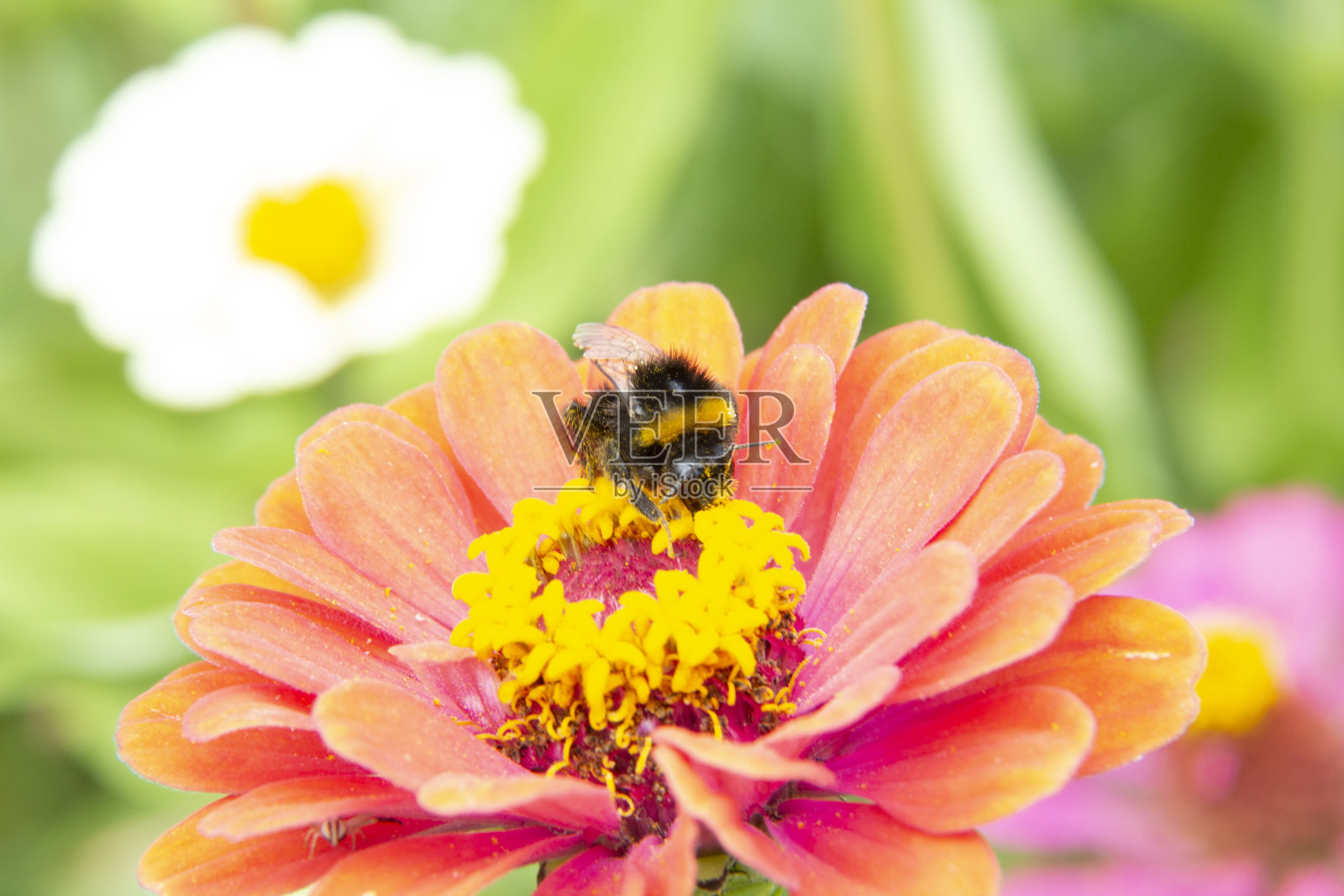 大黄蜂为一朵盛开的红色大丽花授粉，在绿色的背景上，模糊照片摄影图片