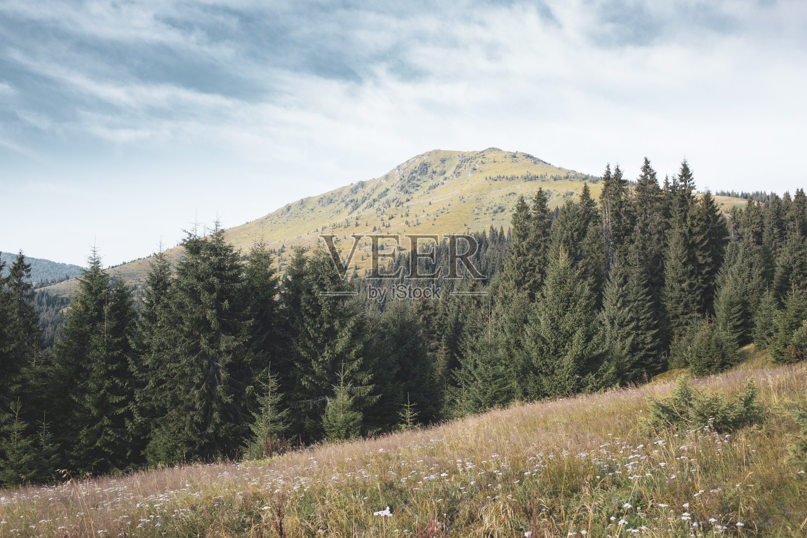 Chyvchyn山和松林的清晨，喀尔巴阡山照片摄影图片