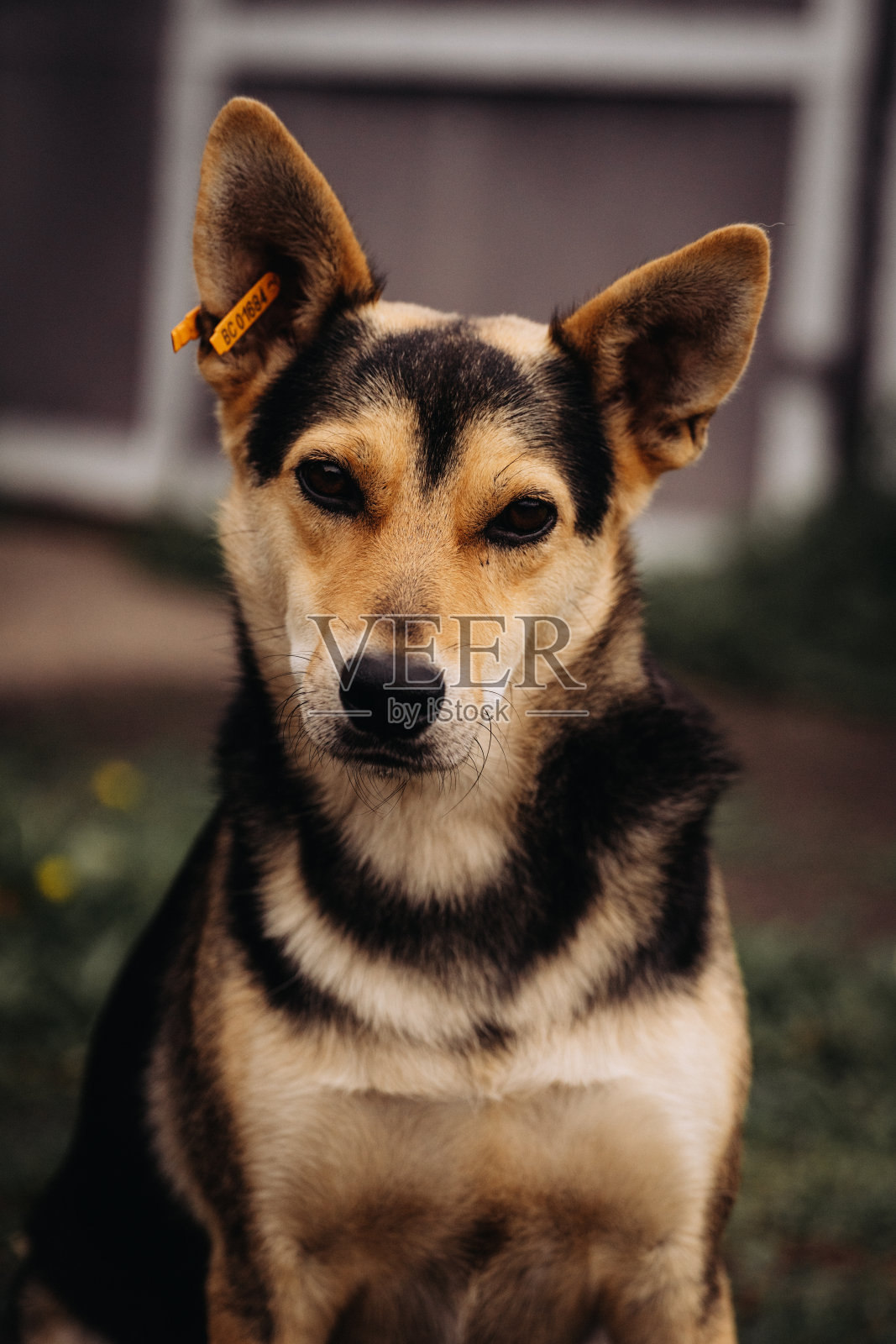 流浪狗的肖像，无家可归的动物照片摄影图片
