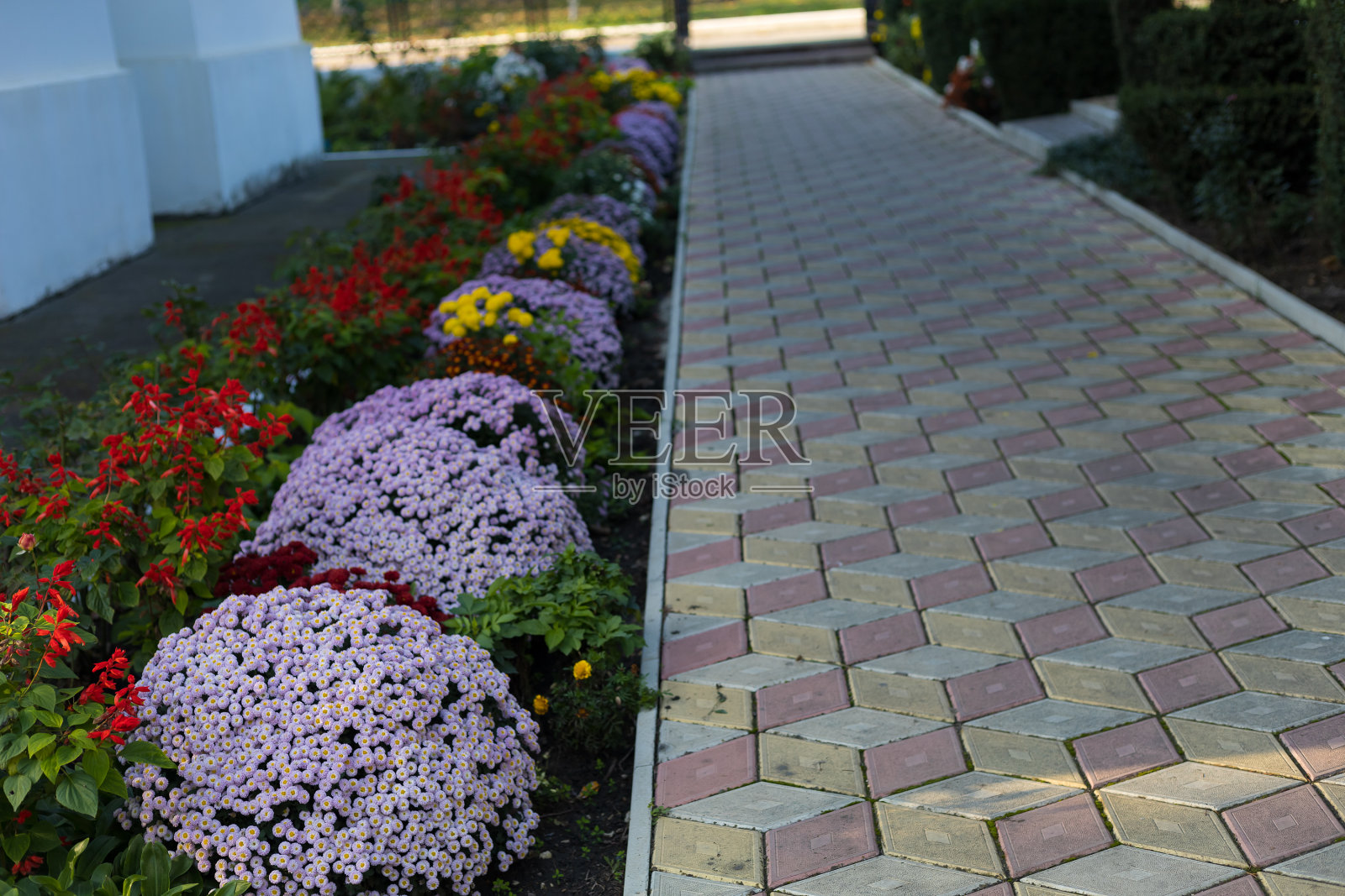 一个非常漂亮的花坛。美化绿化环境。背景说明良好的城市空间。照片摄影图片