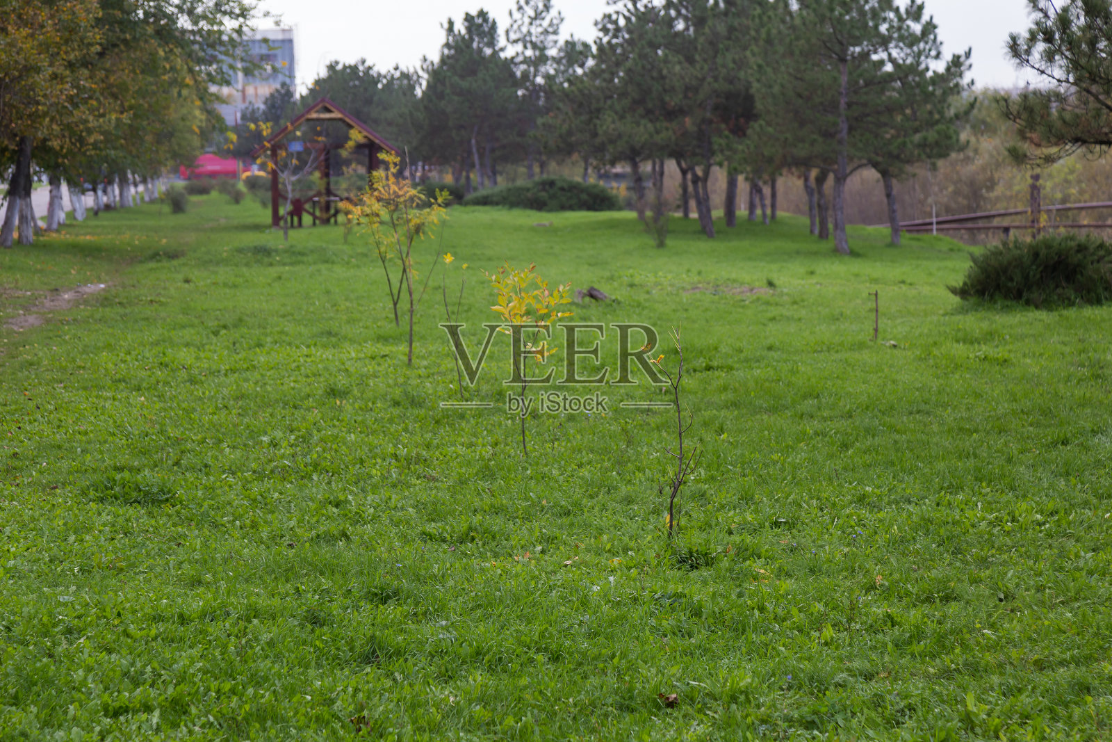 在有选择性聚焦的模糊背景上的幼树幼苗照片摄影图片