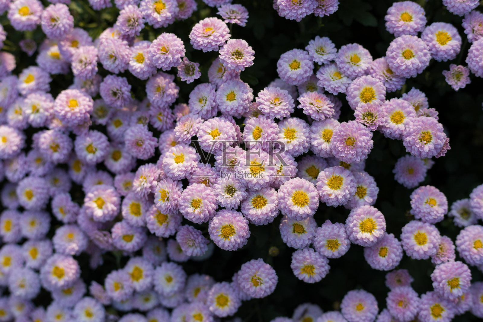 一个非常漂亮的花坛。美化绿化环境。背景说明良好的城市空间。照片摄影图片