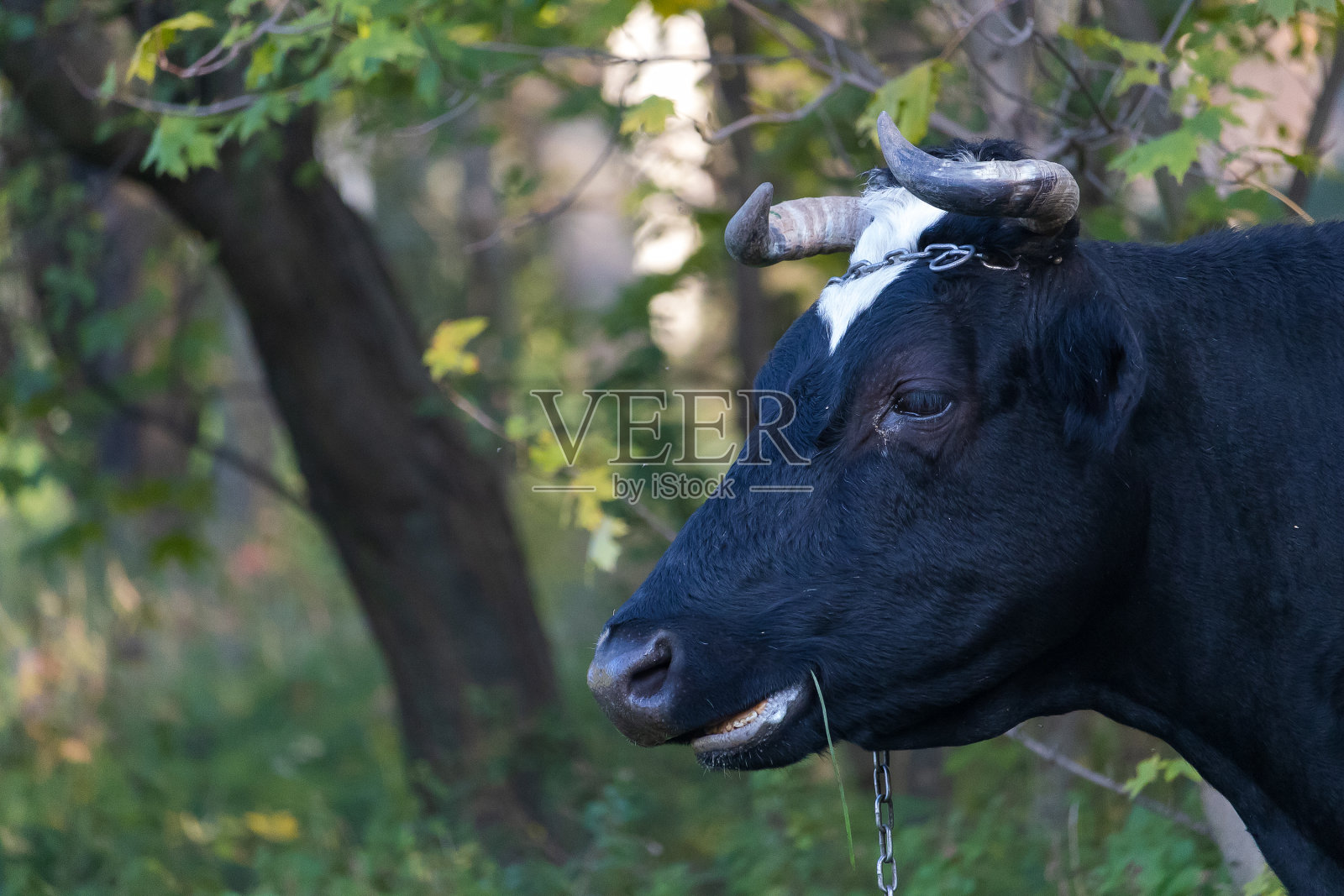 村子里的牧场上有黑白相间的公牛。农村景观。有选择性的重点照片摄影图片
