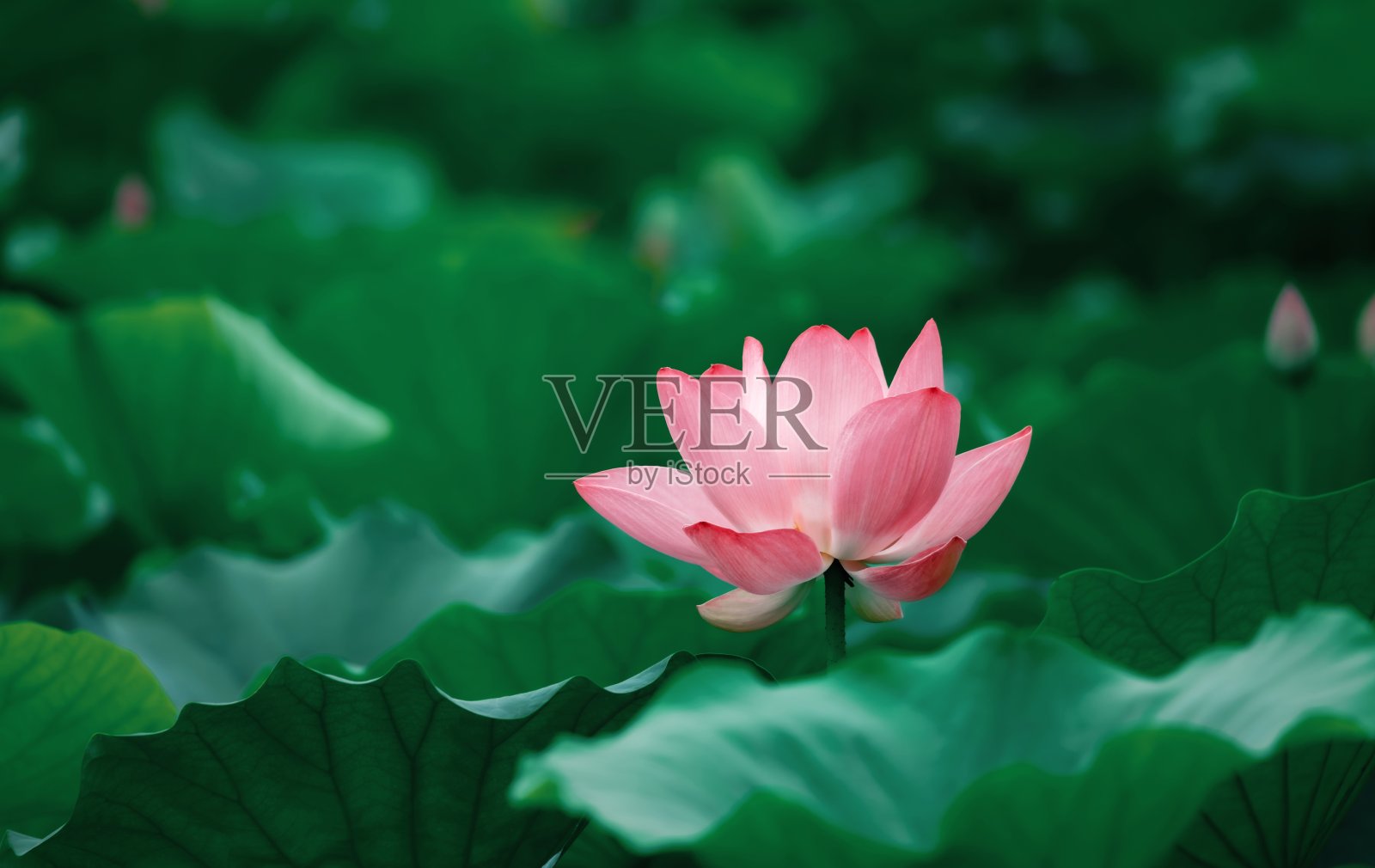 粉红色的荷花和荷叶照片摄影图片