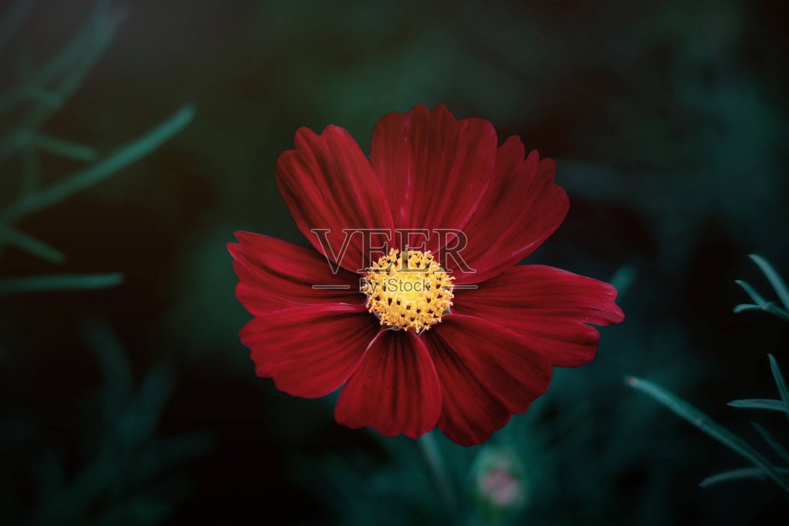 春天花园的花照片摄影图片