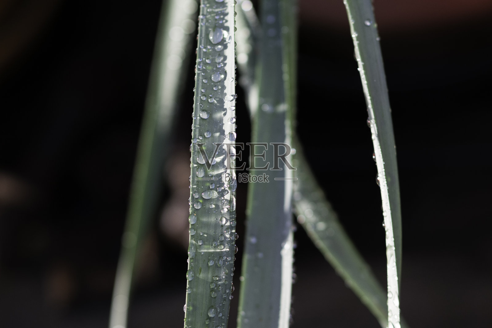 在阳光下水仙花叶子上的雨滴照片摄影图片