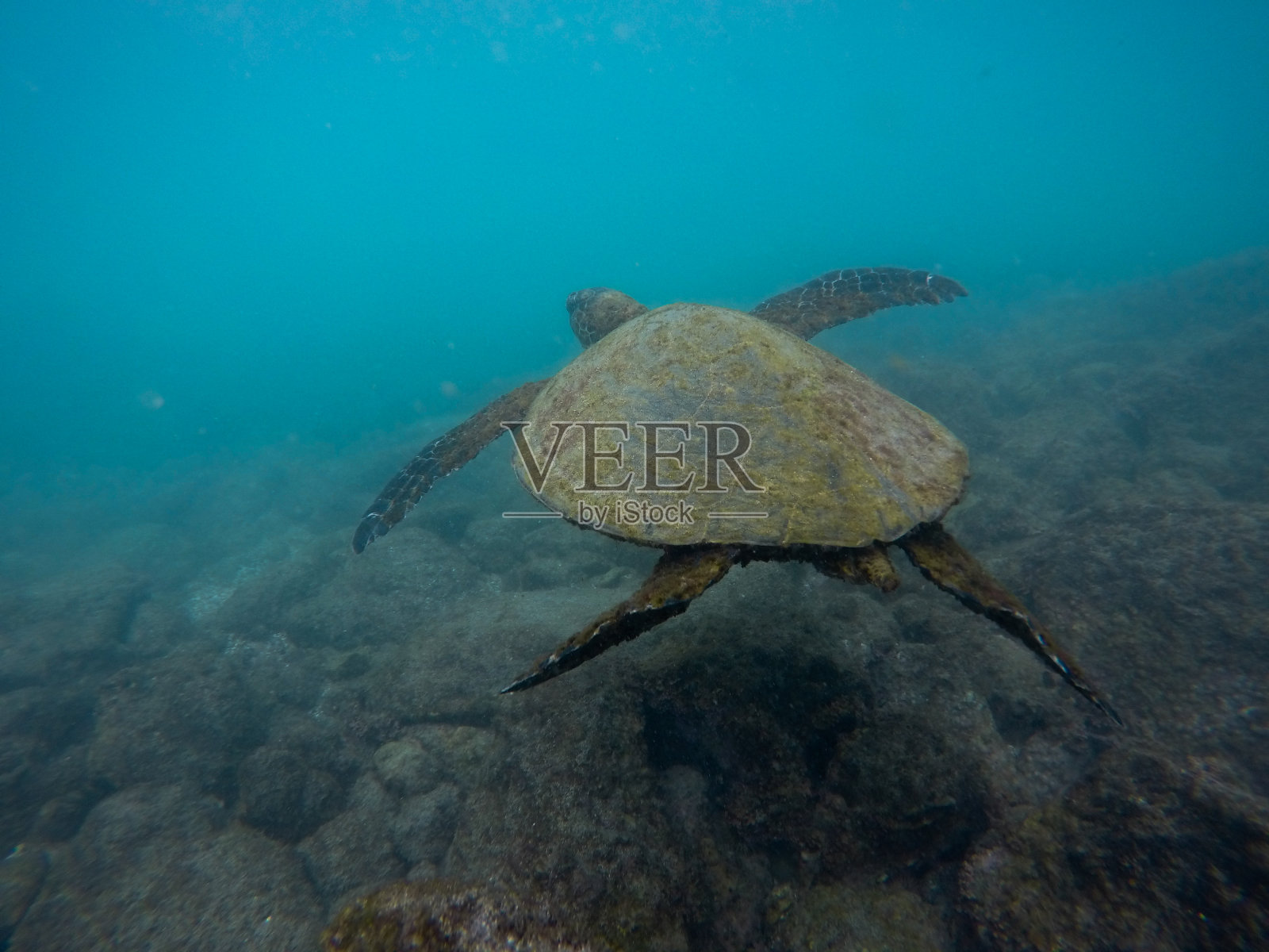 在美丽的夏威夷与海龟一起浮潜照片摄影图片