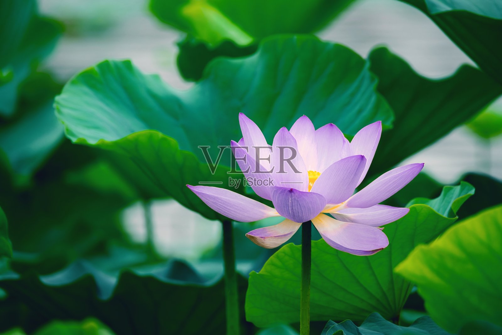 紫色的荷花和荷叶照片摄影图片