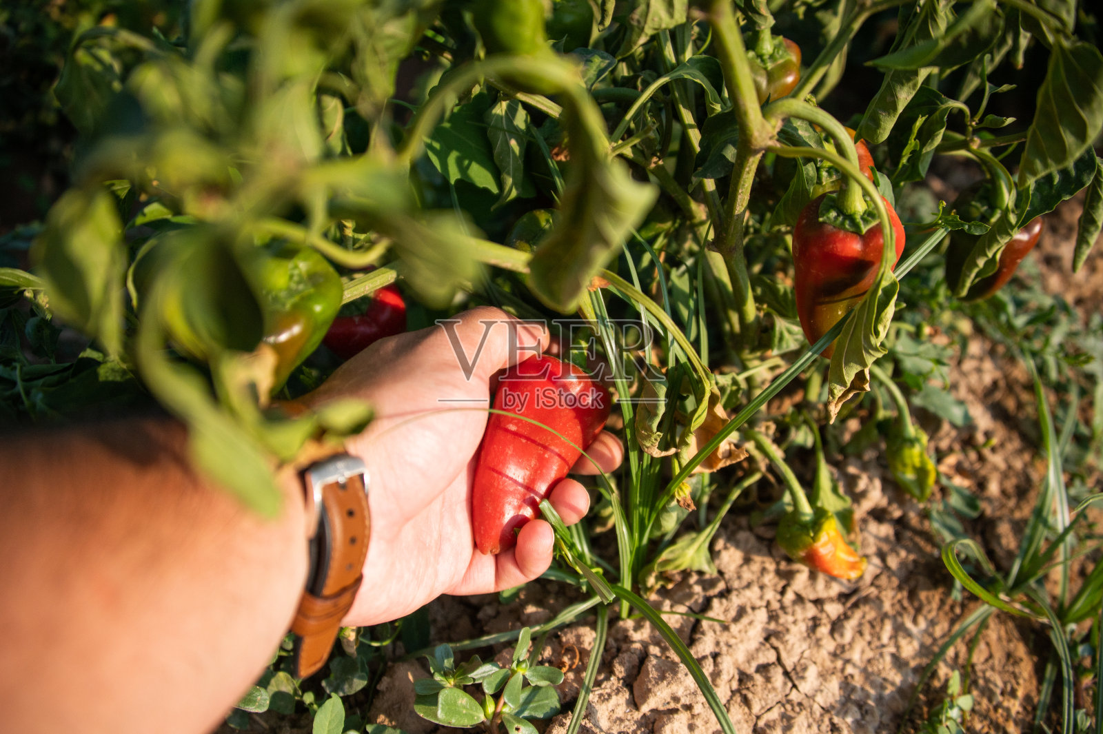 收获辣椒照片摄影图片