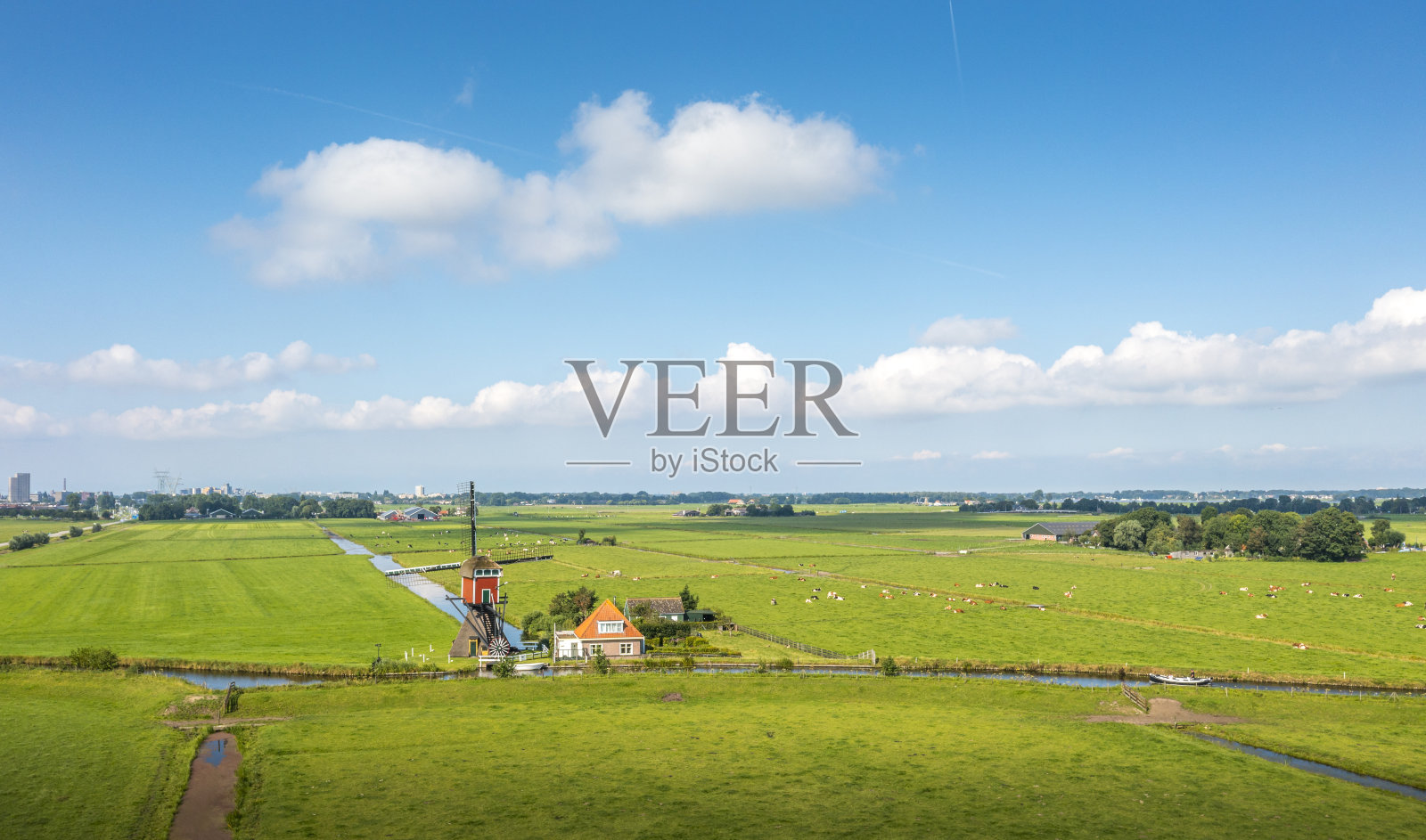 典型的荷兰圩田景观，草地上放牧着奶牛照片摄影图片