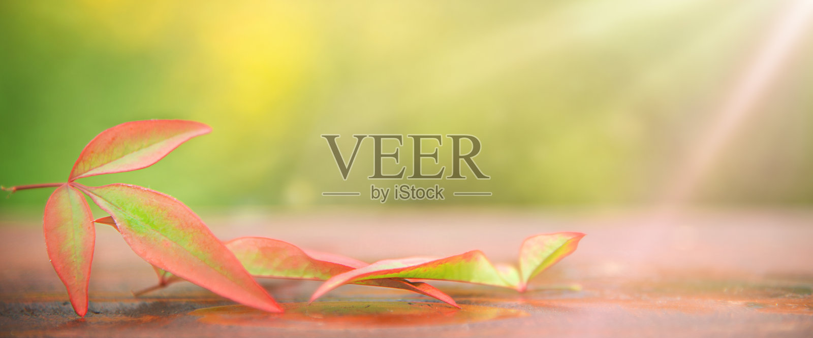 树叶在桌子上对绿色模糊背景照片摄影图片