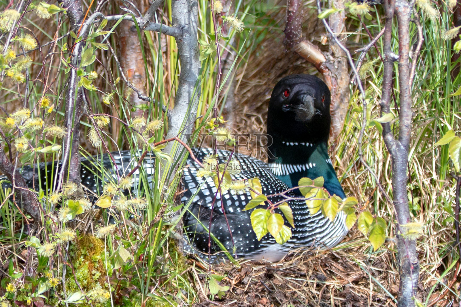 美国阿拉斯加州安克雷奇外瓦西拉附近的维斯瑙湖上筑巢的潜鸟照片摄影图片