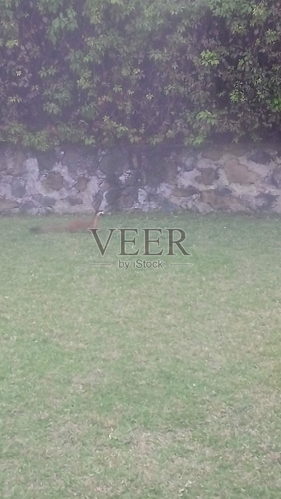 绿色的花园照片摄影图片