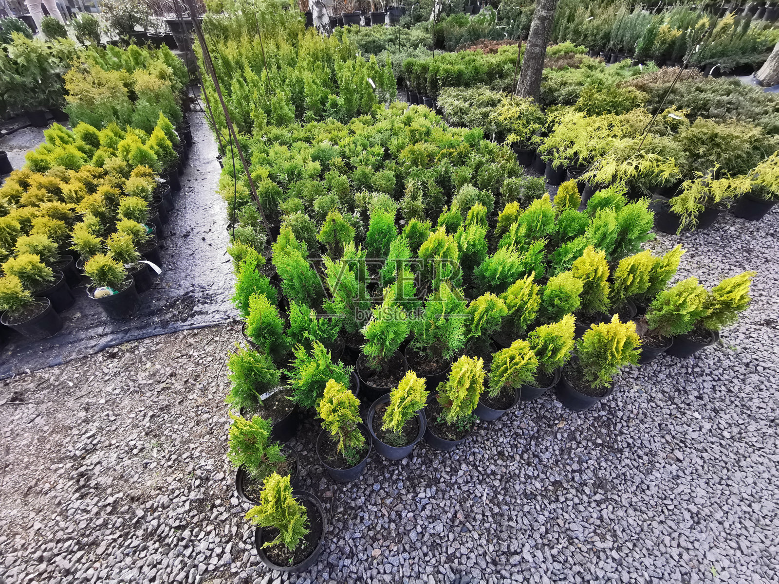图雅在育儿室。有针叶树幼苗的苗圃照片摄影图片