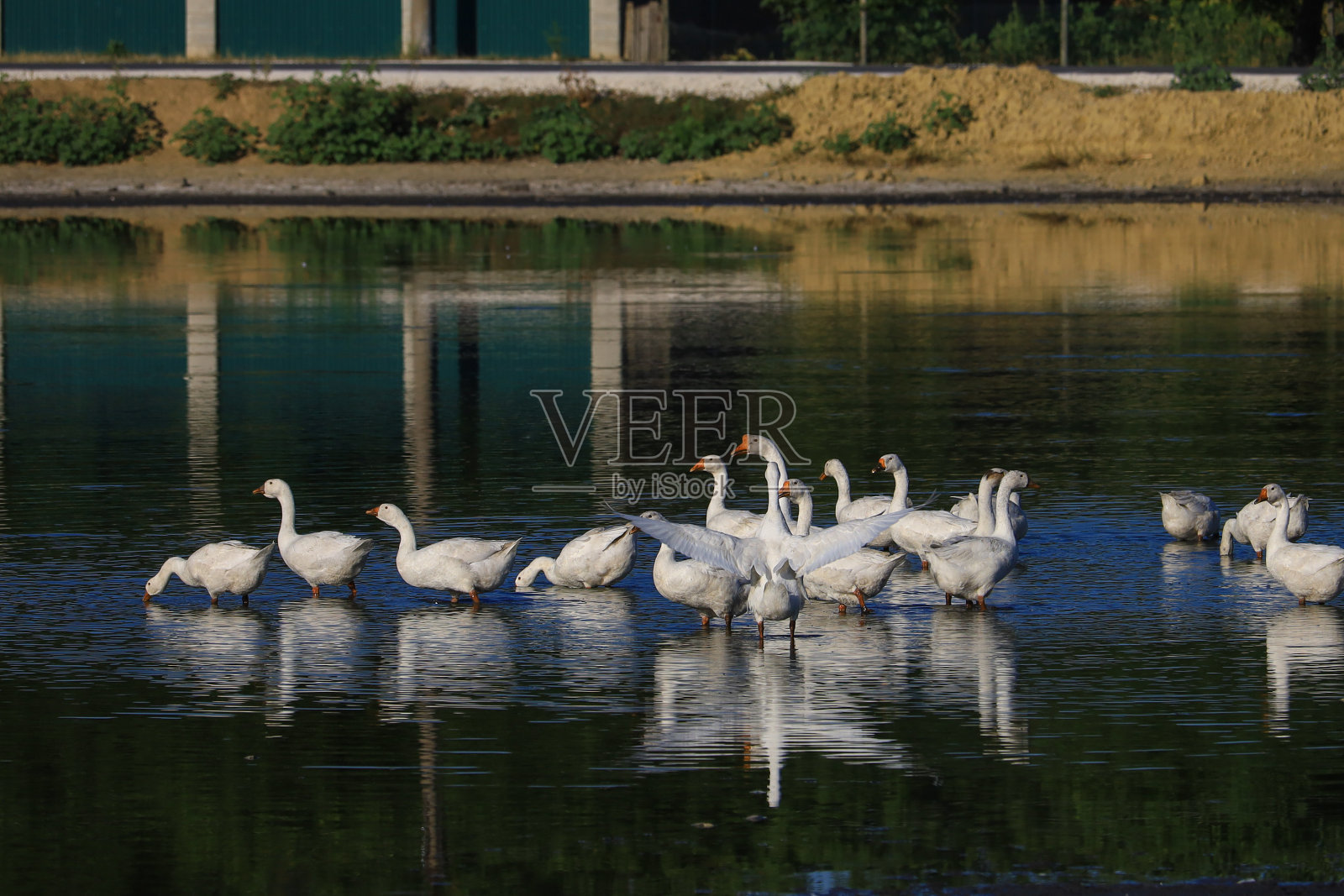 村里的鹅是用老方法饲养的，没有化学饲料和工厂。环保村农场照片摄影图片
